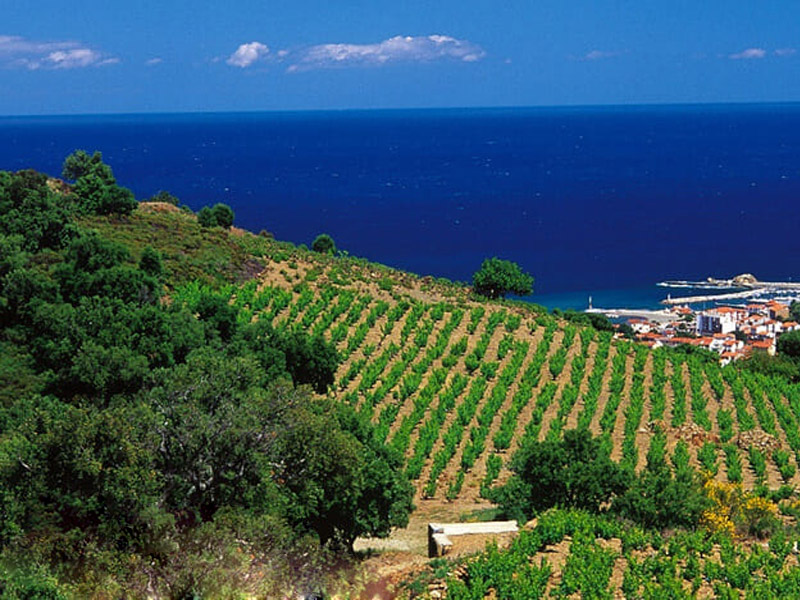 Một khu vực trồng nho của vùng Languedoc 