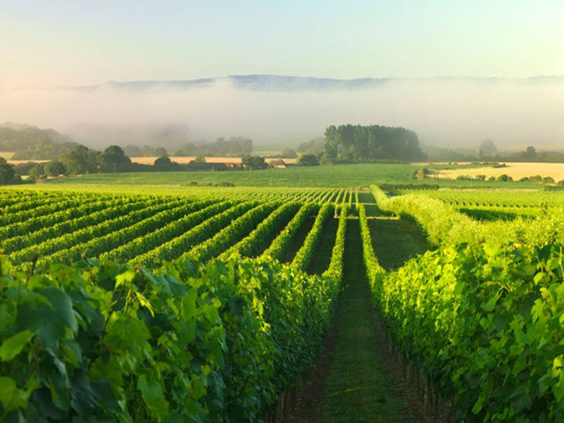 rượu champagne henri giraud aÿ grand cru brut mv 14