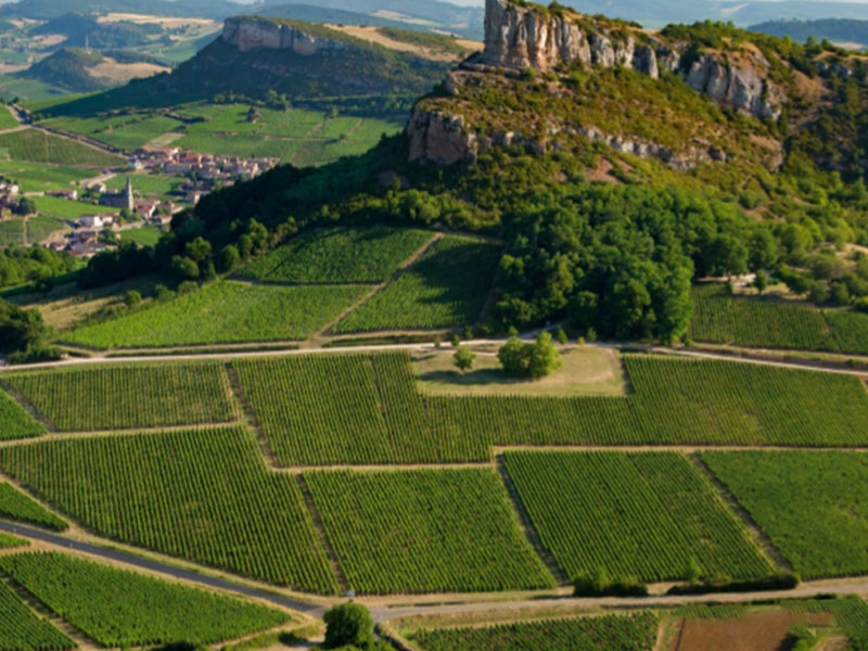 les beaujolais noveau est arrive : chai vang tươi nổi tiếng đến từ vùng đất nước pháp