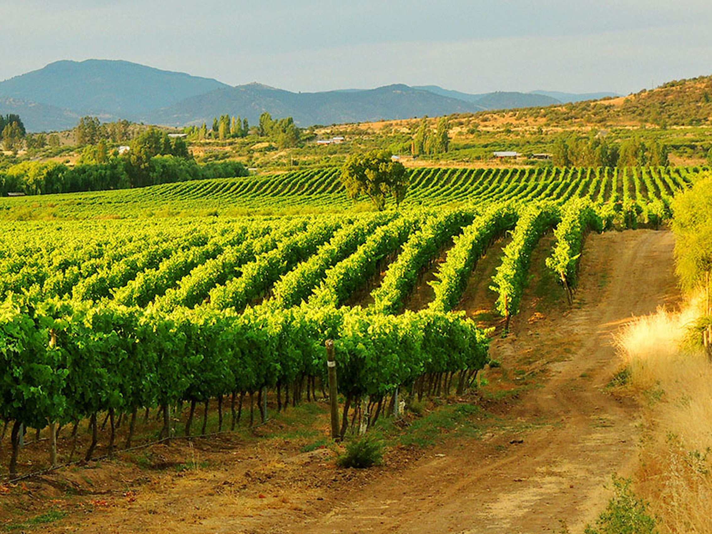 rượu vang san clemente cabernet sauvignon