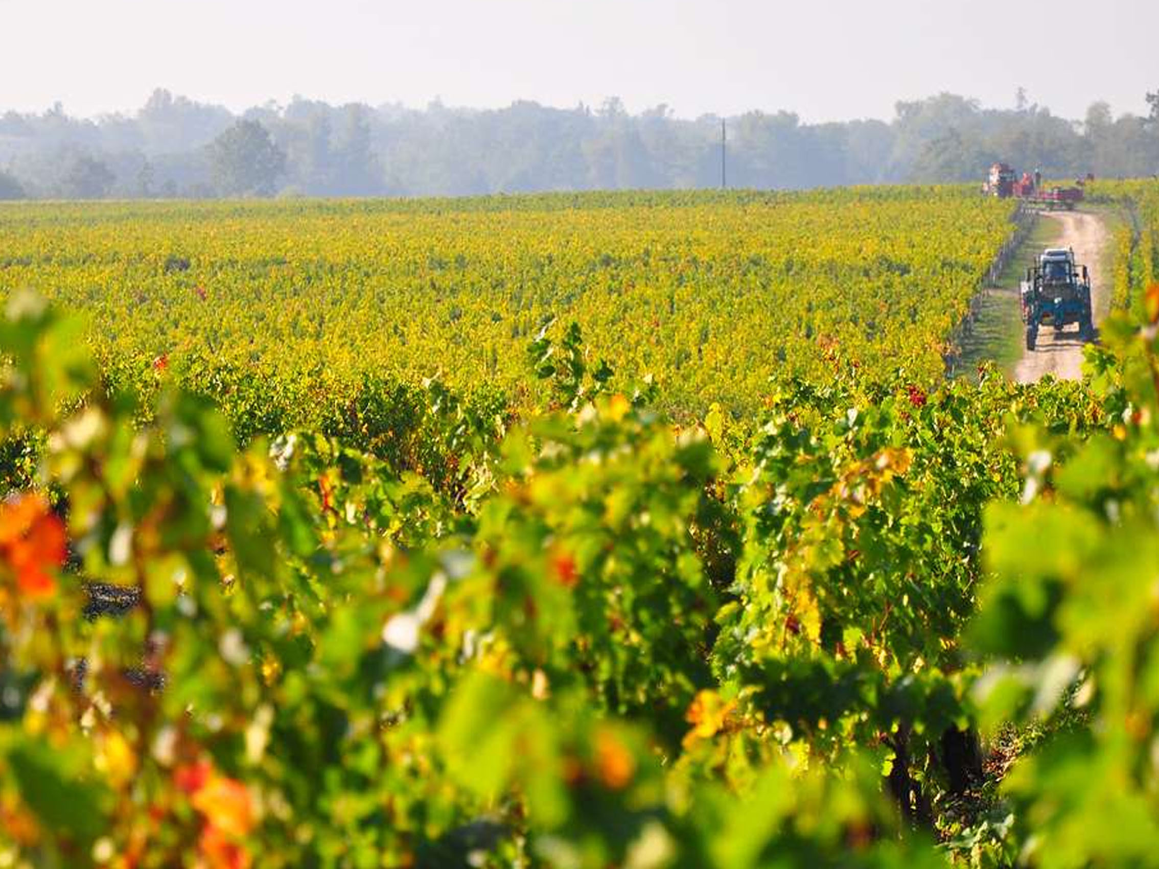 rượu vang château moulin de la faye (quà tết 2025)