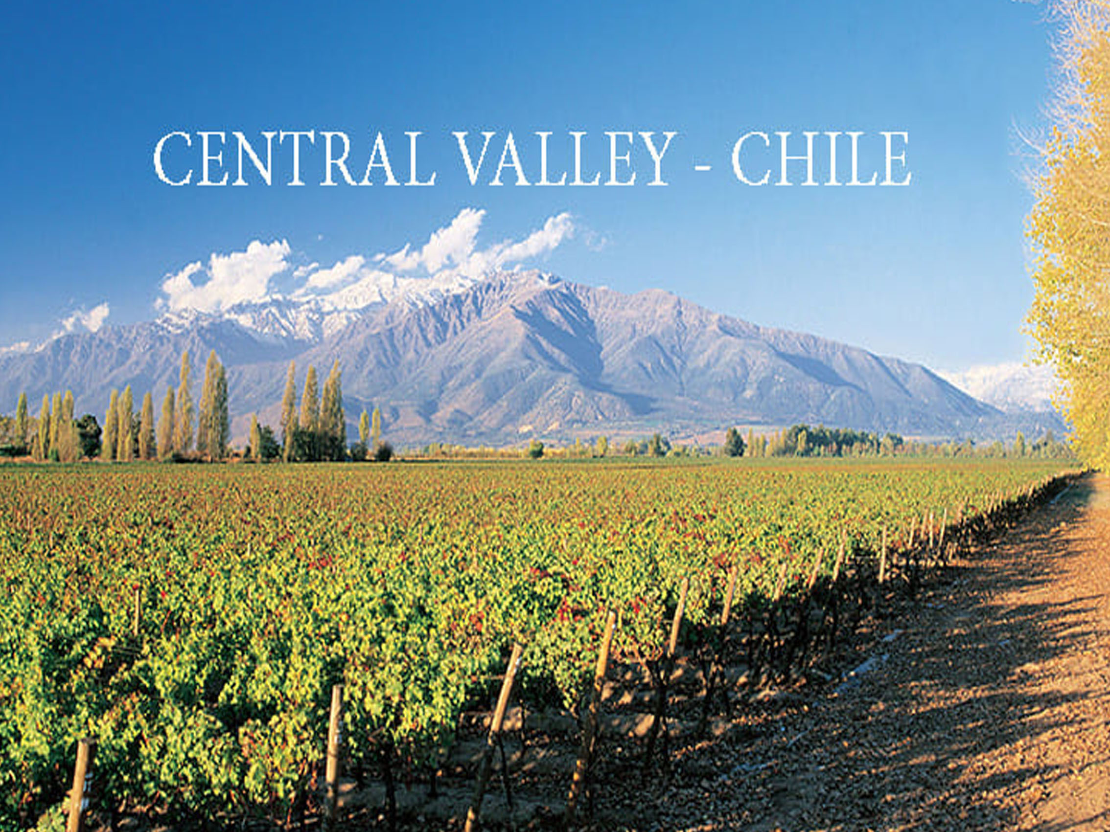 rượu vang chile surire d.o. valley central (quà tết 2025)