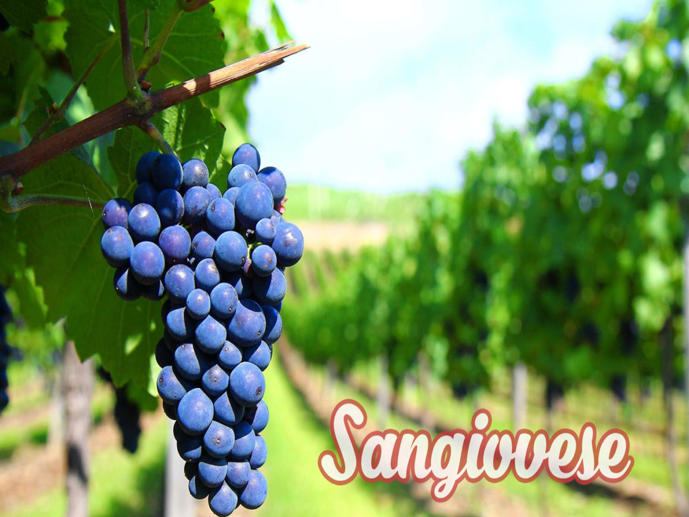 rượu vang tini sangiovese cabernet rubicone (quà tết 2025)