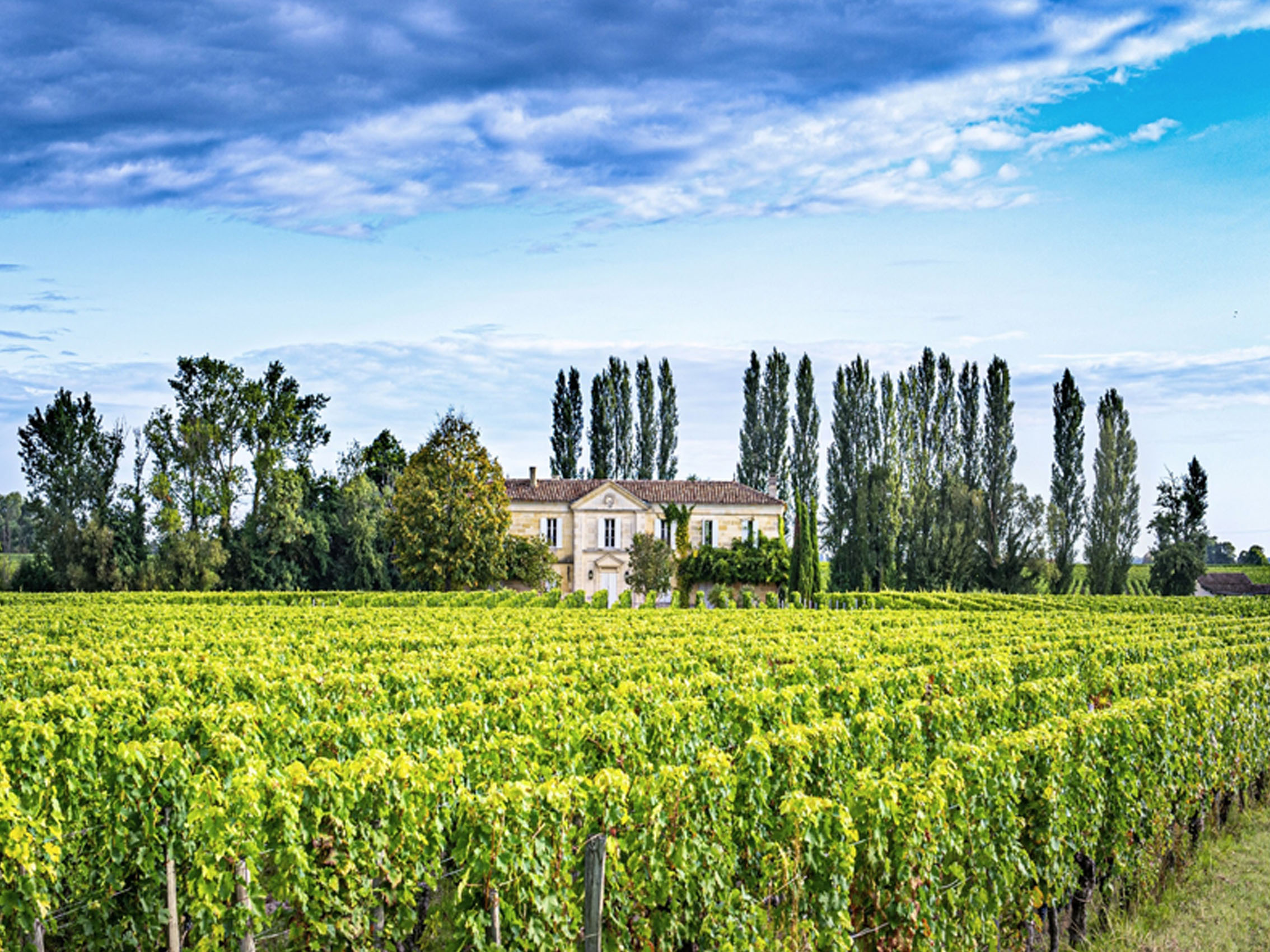 rượu vang le loup de la loubiere bordeaux (quà tết 2025)