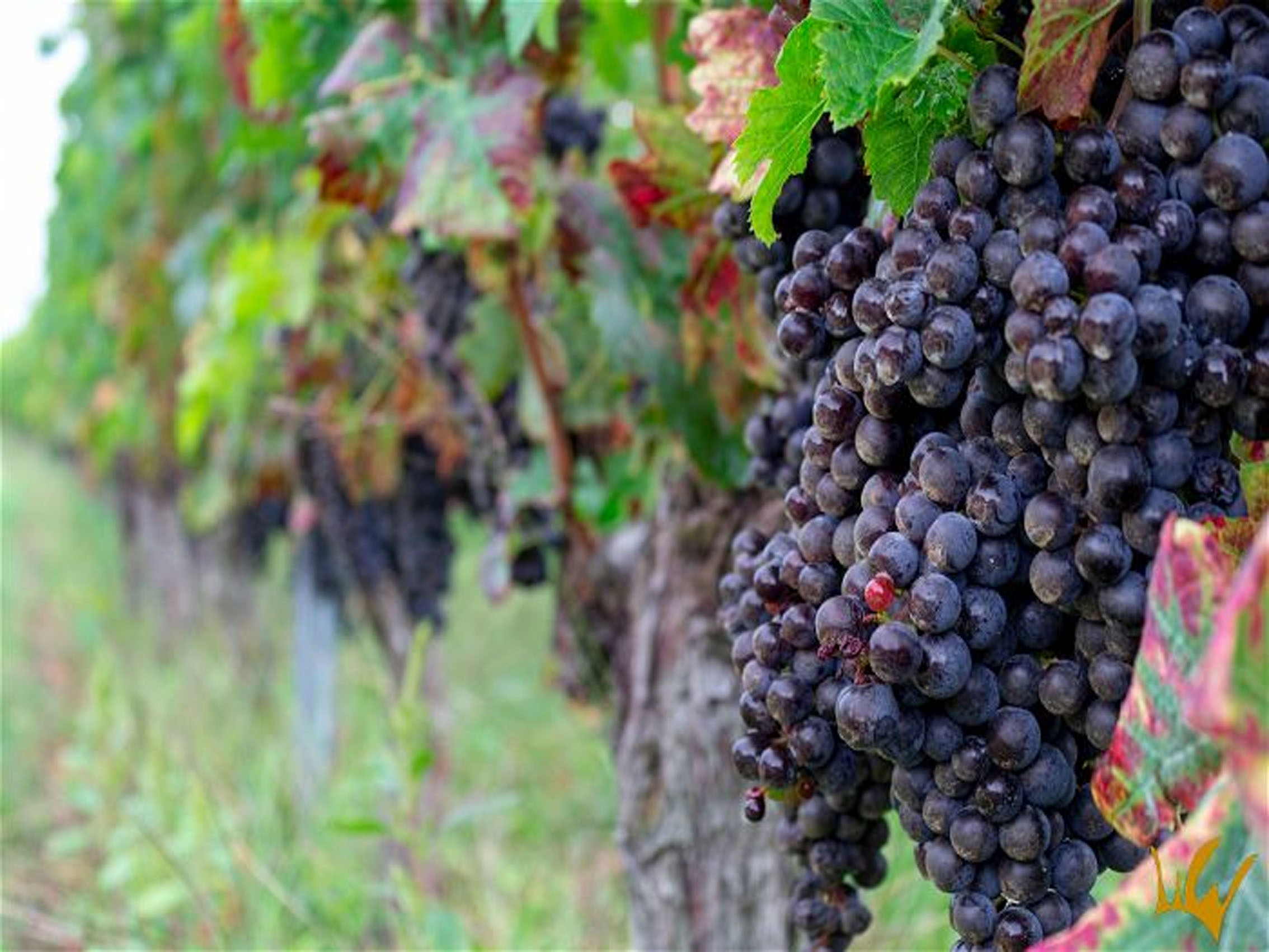 rượu vang château laroze saint émilion grand cru classé 2009 rượu vang château laroze saint émilion grand cru classé 2009