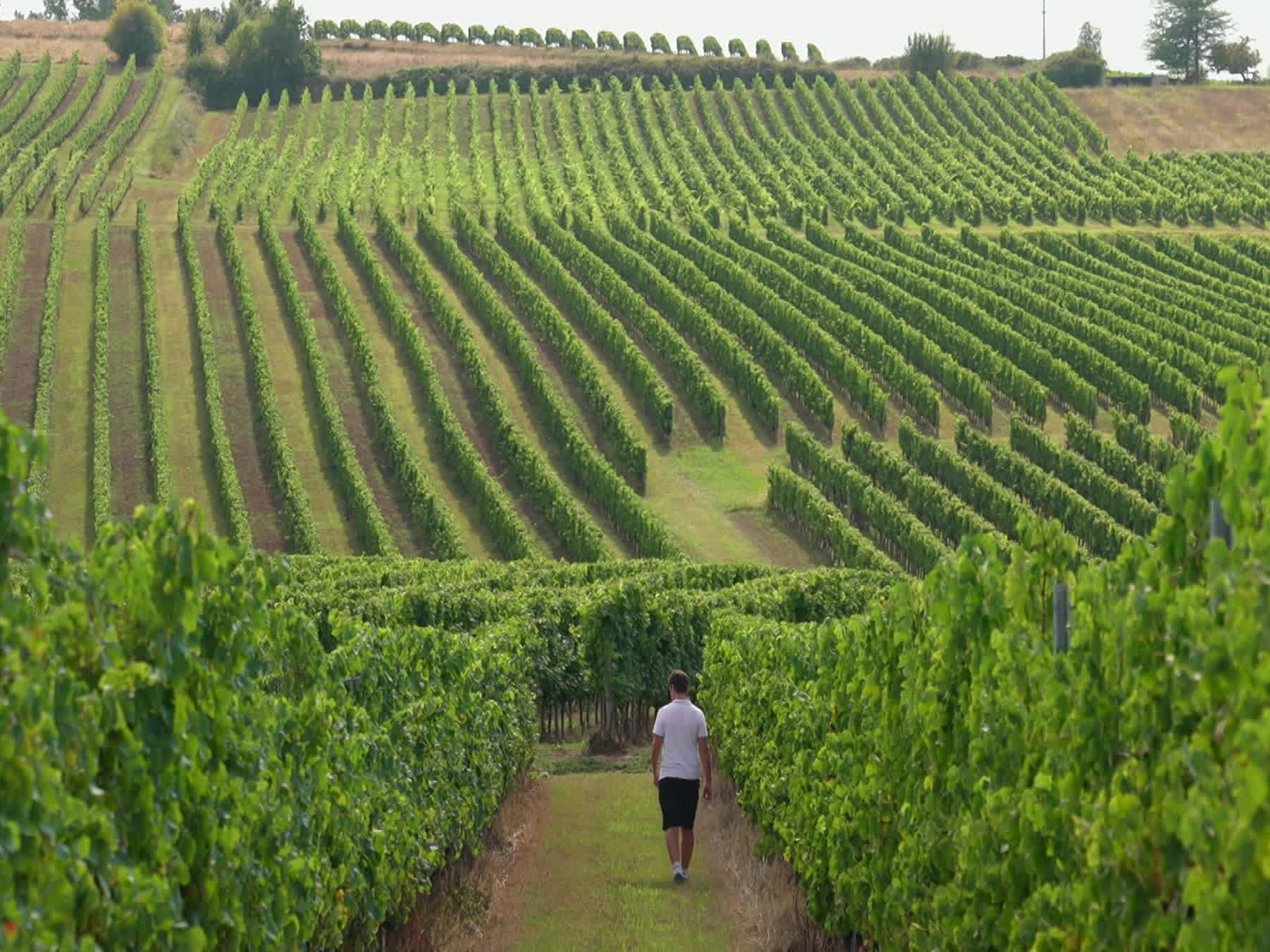 rượu vang château laroze saint émilion grand cru classé 2018 rượu vang château laroze saint émilion grand cru classé 2018