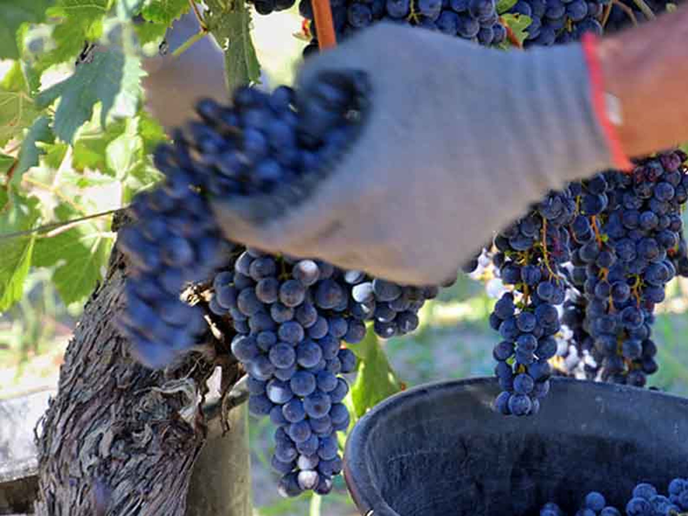 rượu vang château laroze saint émilion grand cru classé 2018 rượu vang château laroze saint émilion grand cru classé 2018