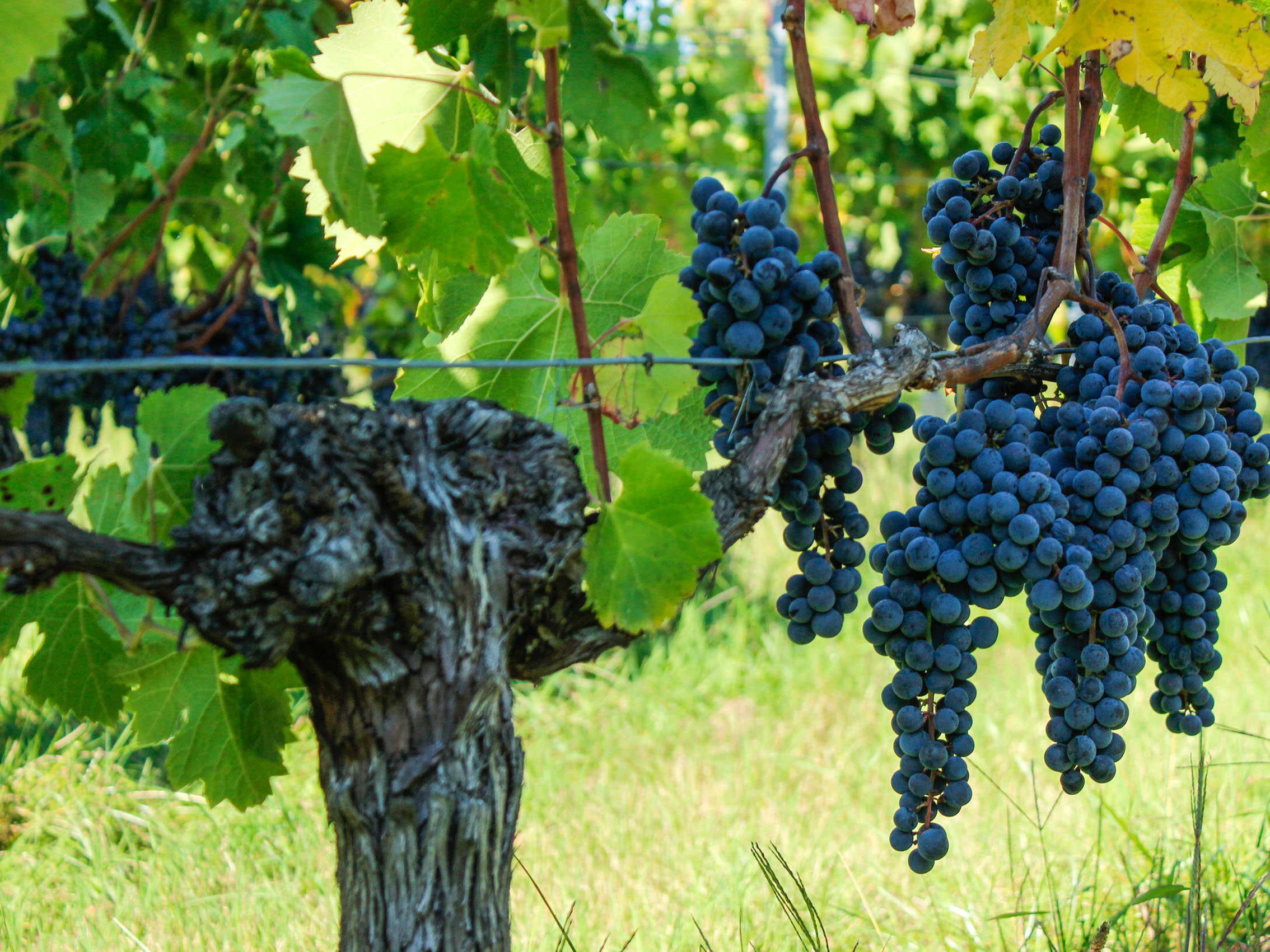 rượu vang château pontet-fumet