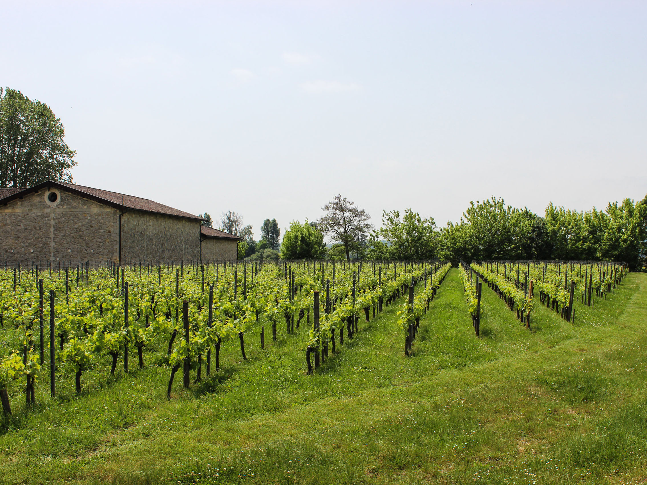 rượu vang château pontet-fumet