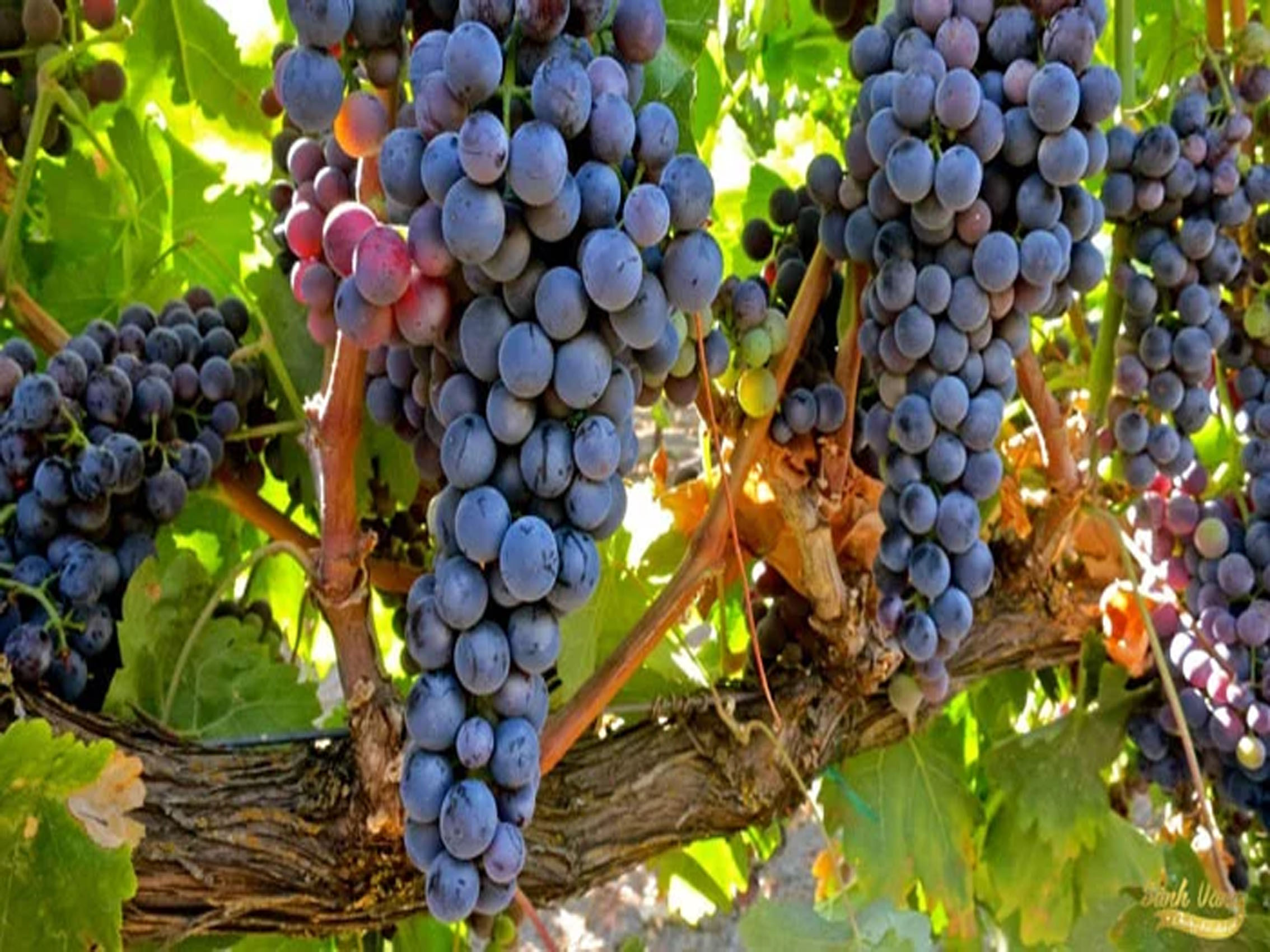 rượu vang pol remy rosé