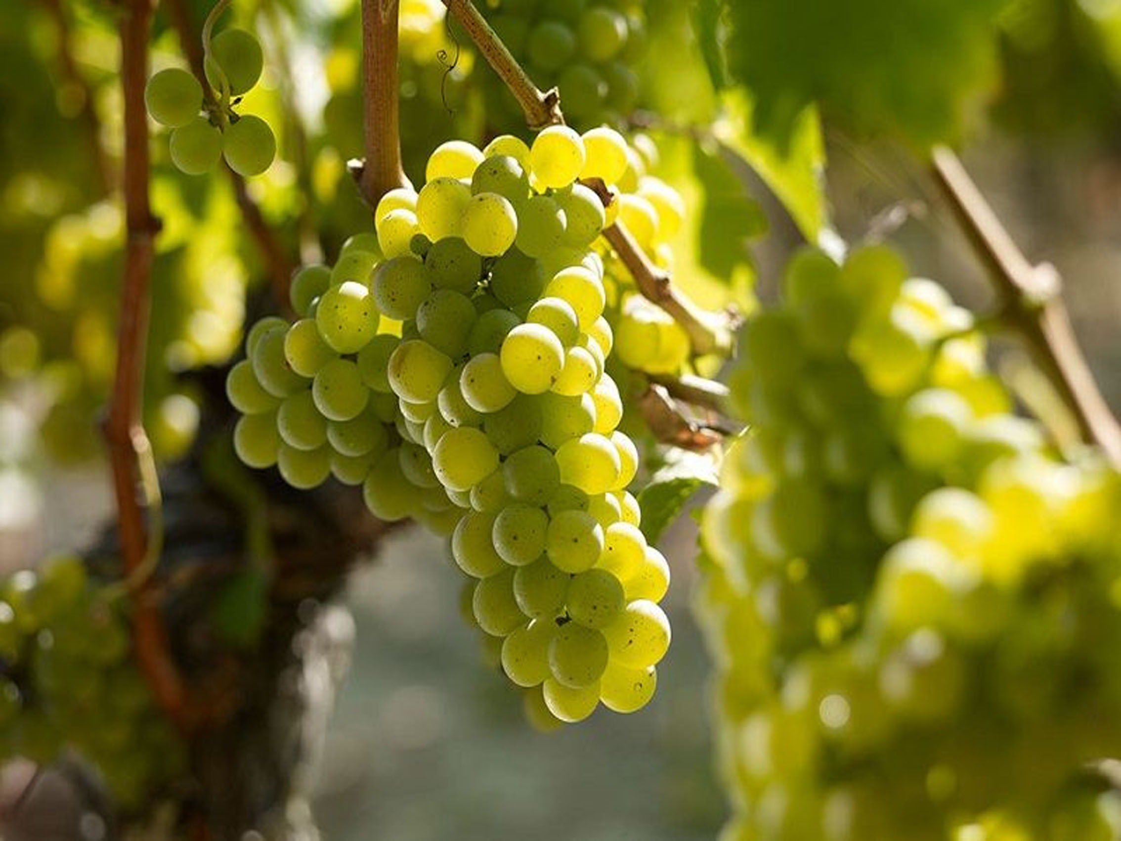 rượu vang château la rose bellevue cuvée grappe diem blanc