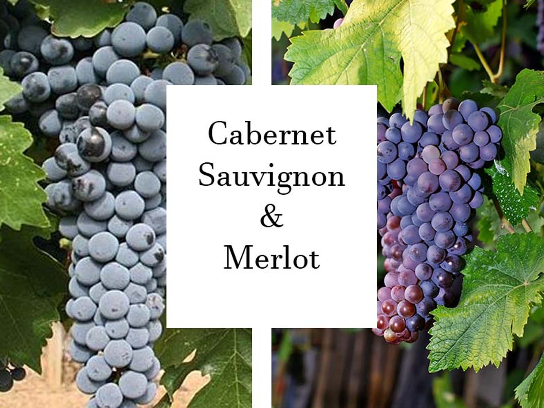 rượu vang château la rose bellevue rose rượu vang château la rose bellevue rose