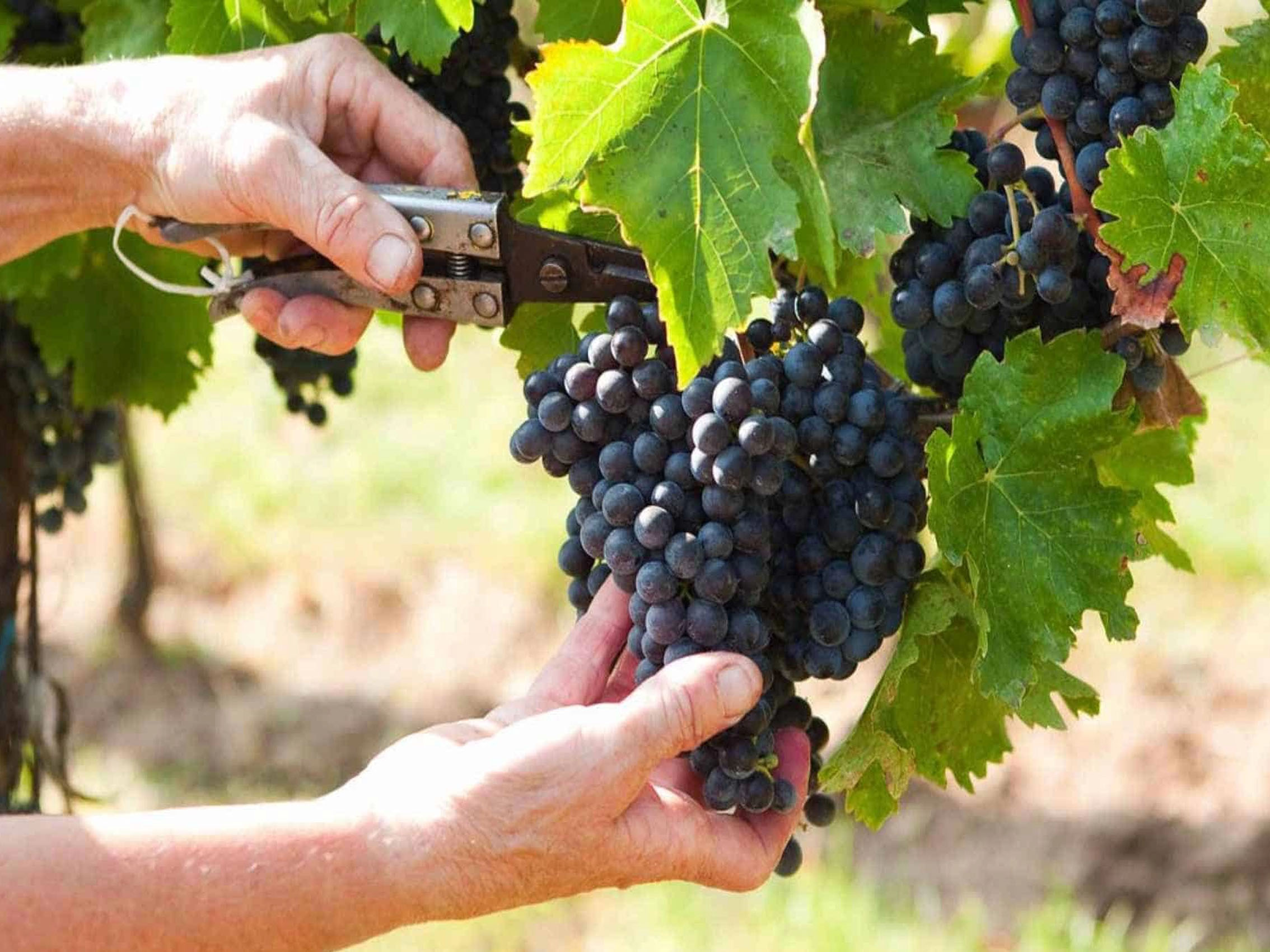 rượu vang château peyredon lagravette rượu vang château peyredon lagravette