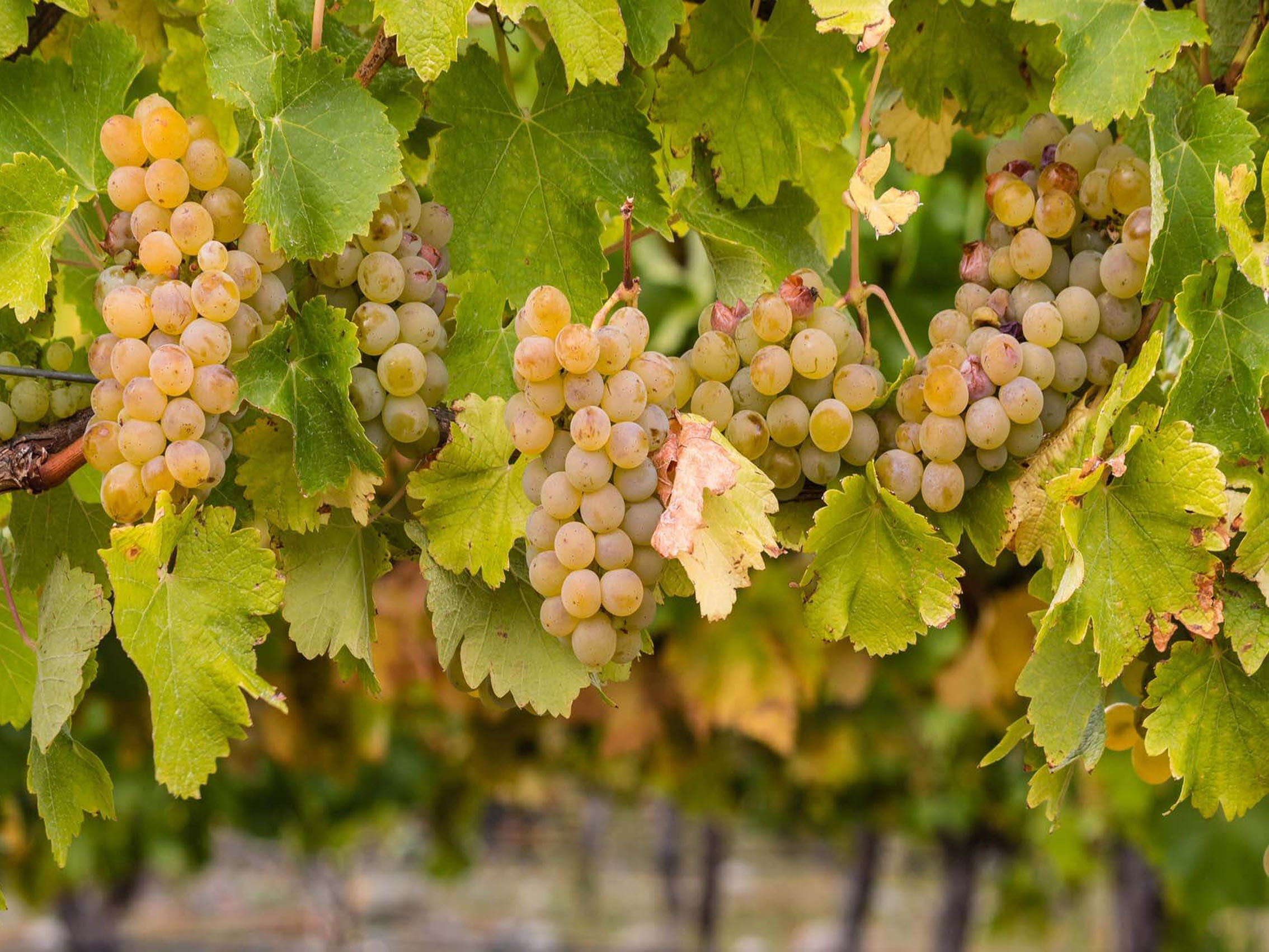 rượu vang domaine faiveley bâtard montrachet grand cru