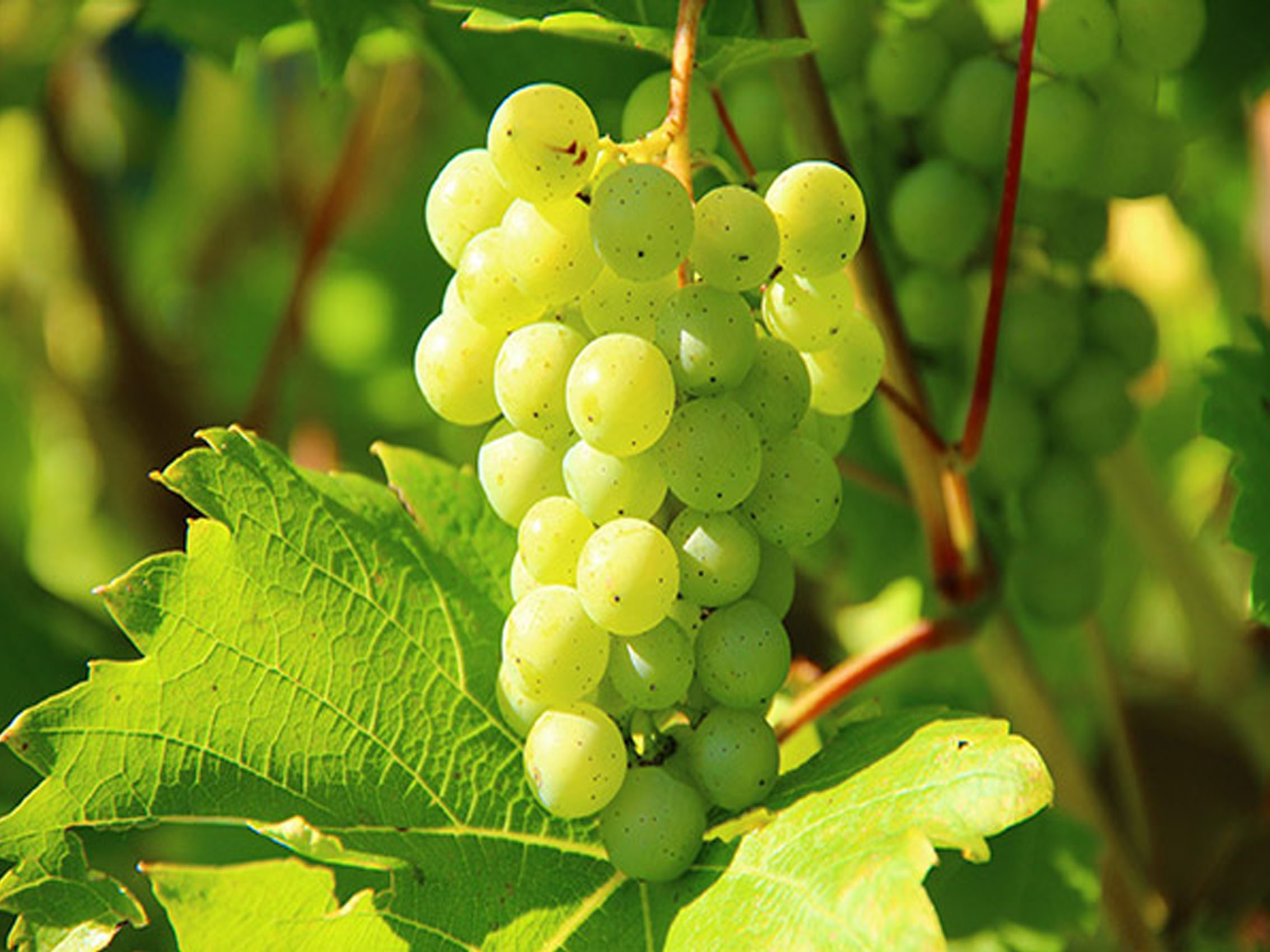 rượu vang domaine faiveley corton-charlemagne grand cru 2016
