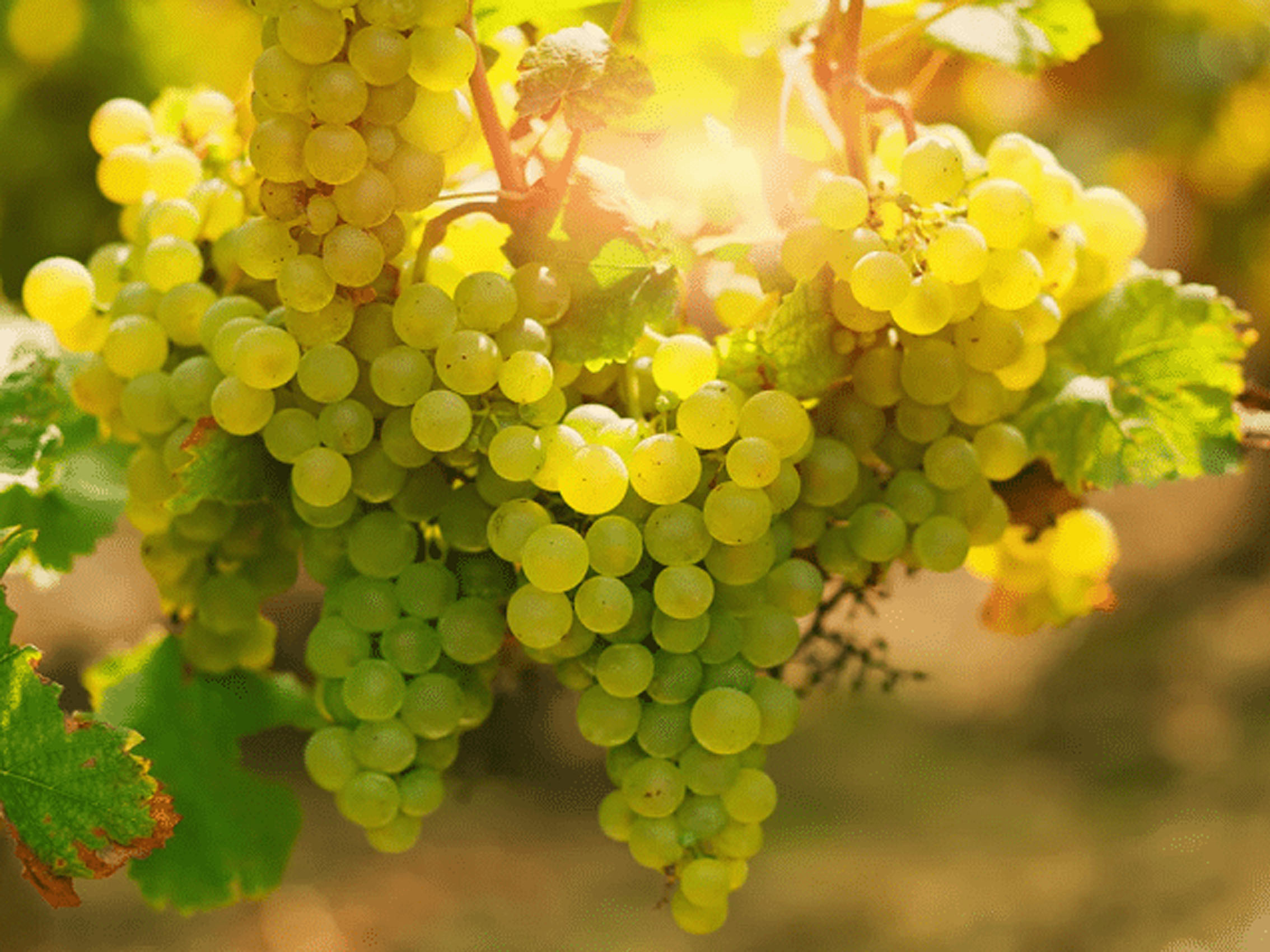 rượu vang domaine faiveley corton-charlemagne grand cru 2018