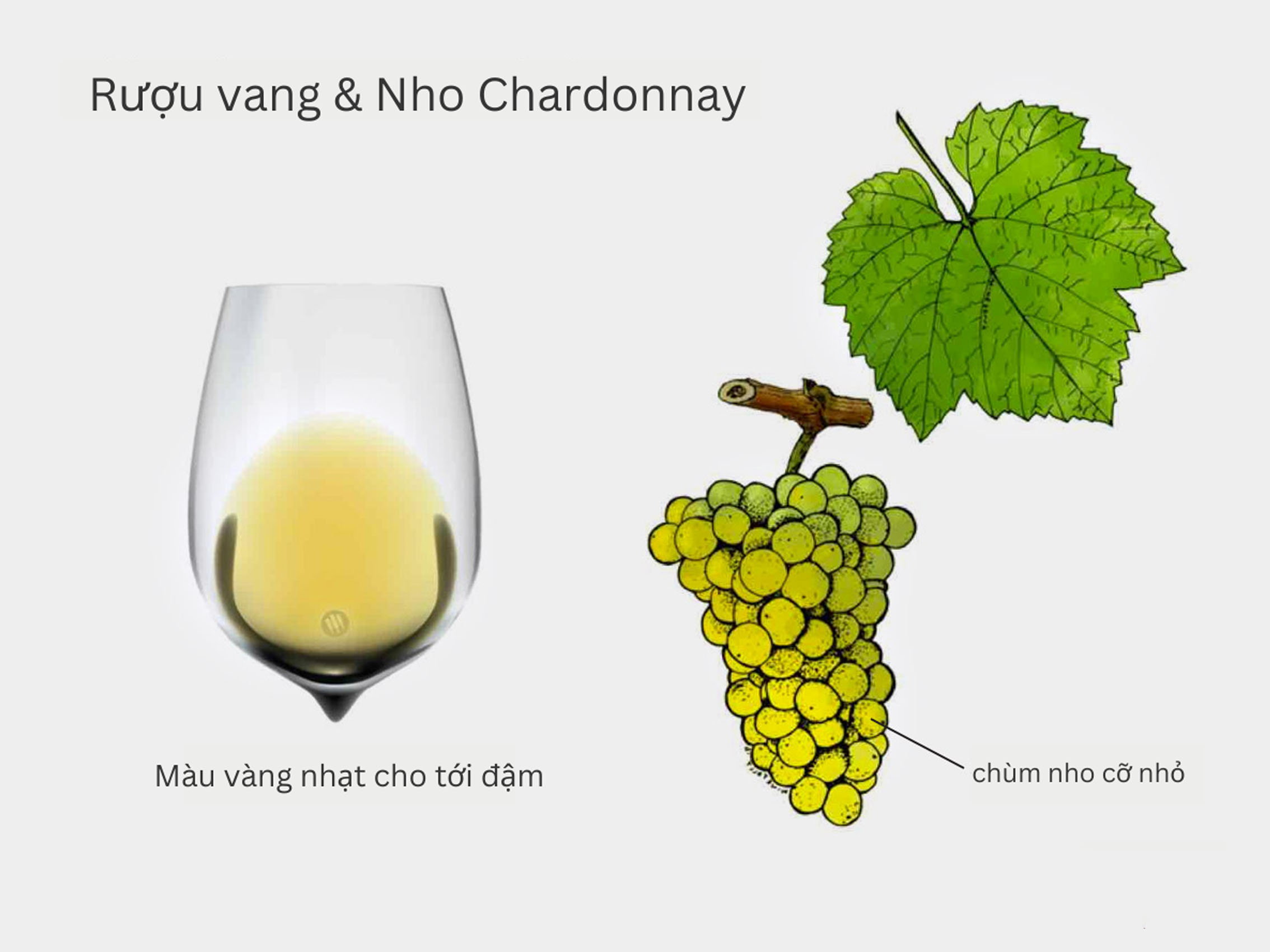 rượu vang domaine faiveley corton-charlemagne grand cru 2021