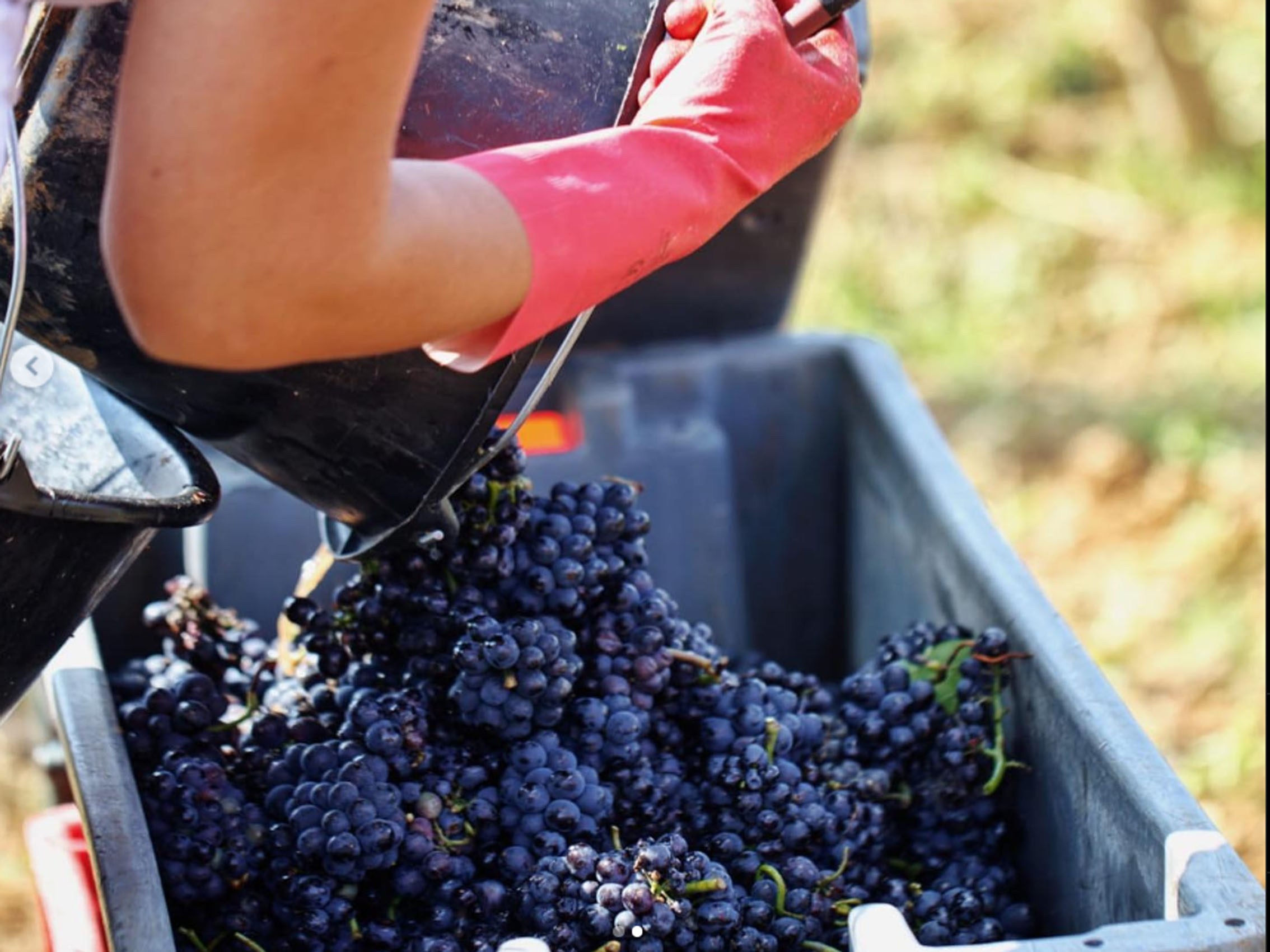 rượu vang domaine faiveley mercurey premier cru clos des myglands monopole 2021