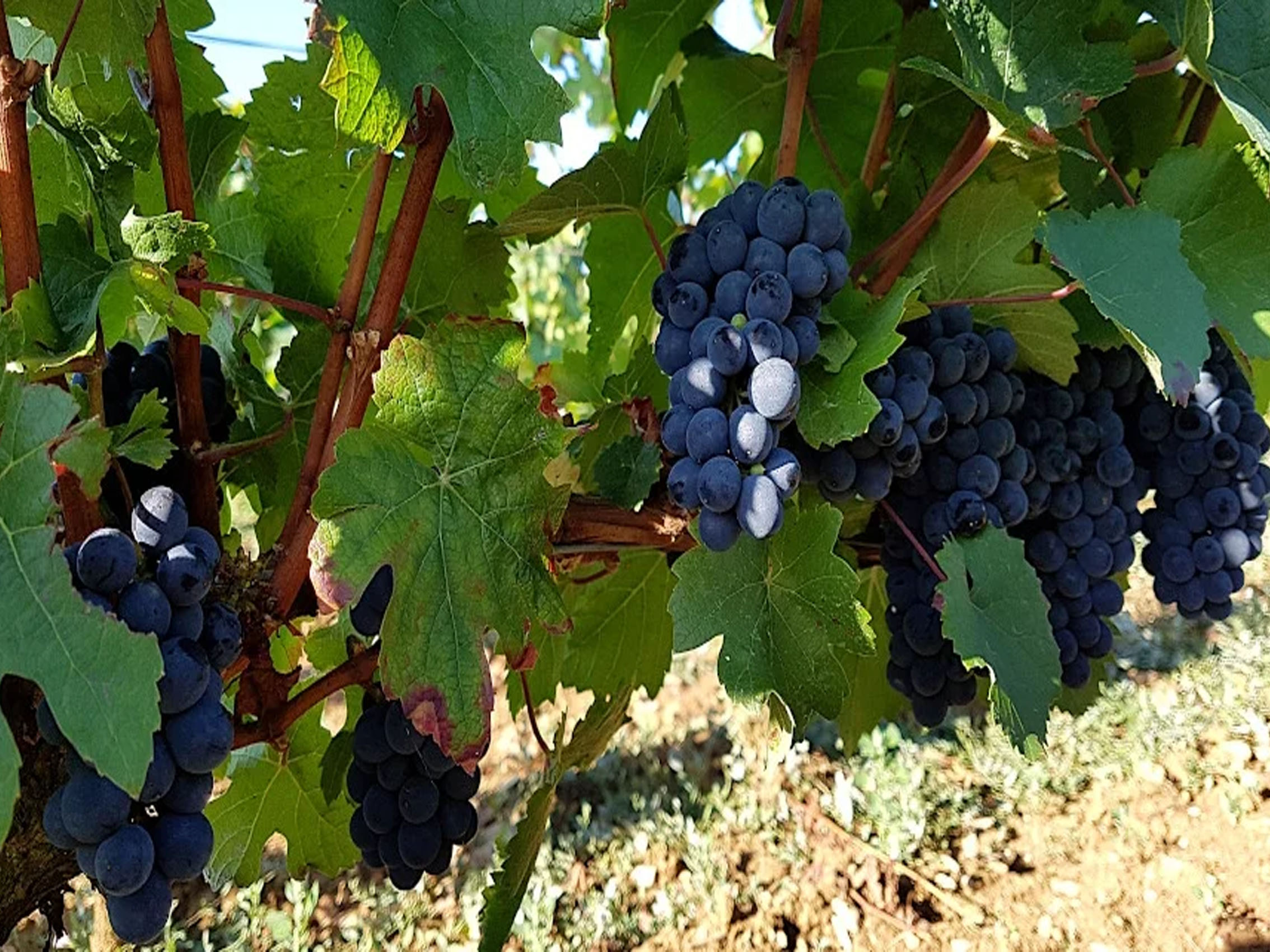 rượu vang domaine faiveley mercurey vieilles vignes 2020 rượu vang domaine faiveley mercurey vieilles vignes 2020