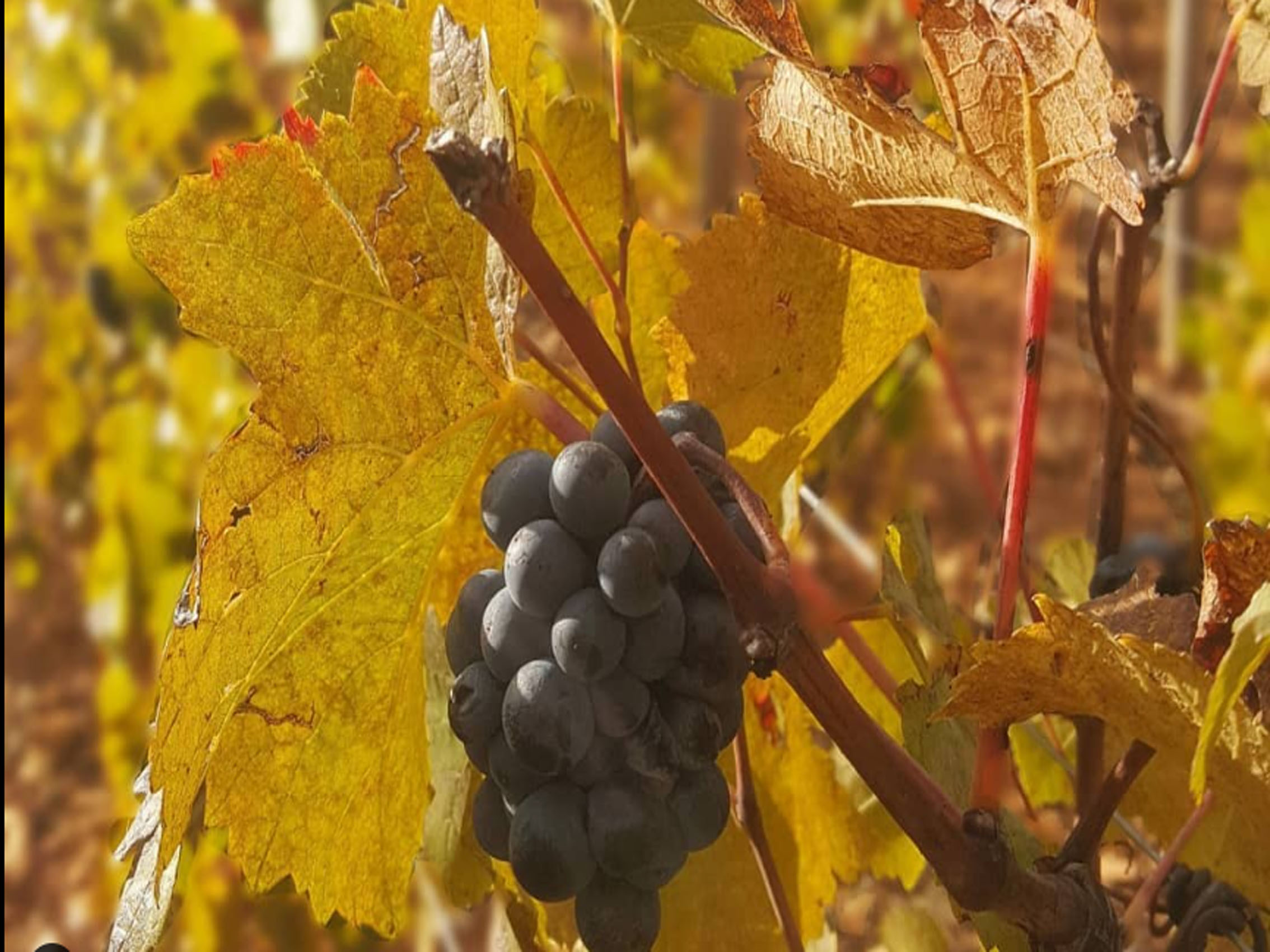 rượu vang domaine faiveley monthélie premier cru les duresses