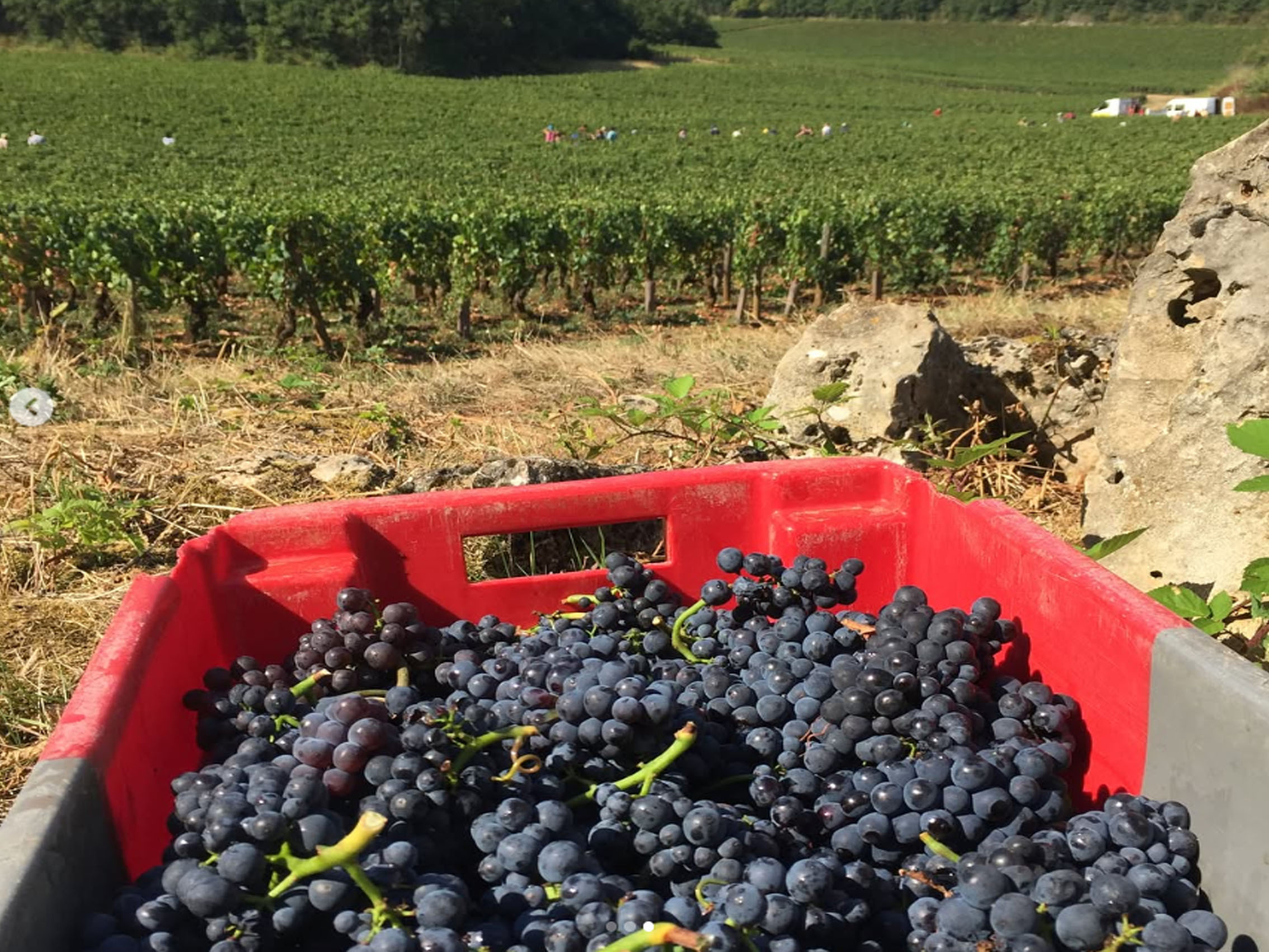 rượu vang domaine faiveley pommard cru les rugiens