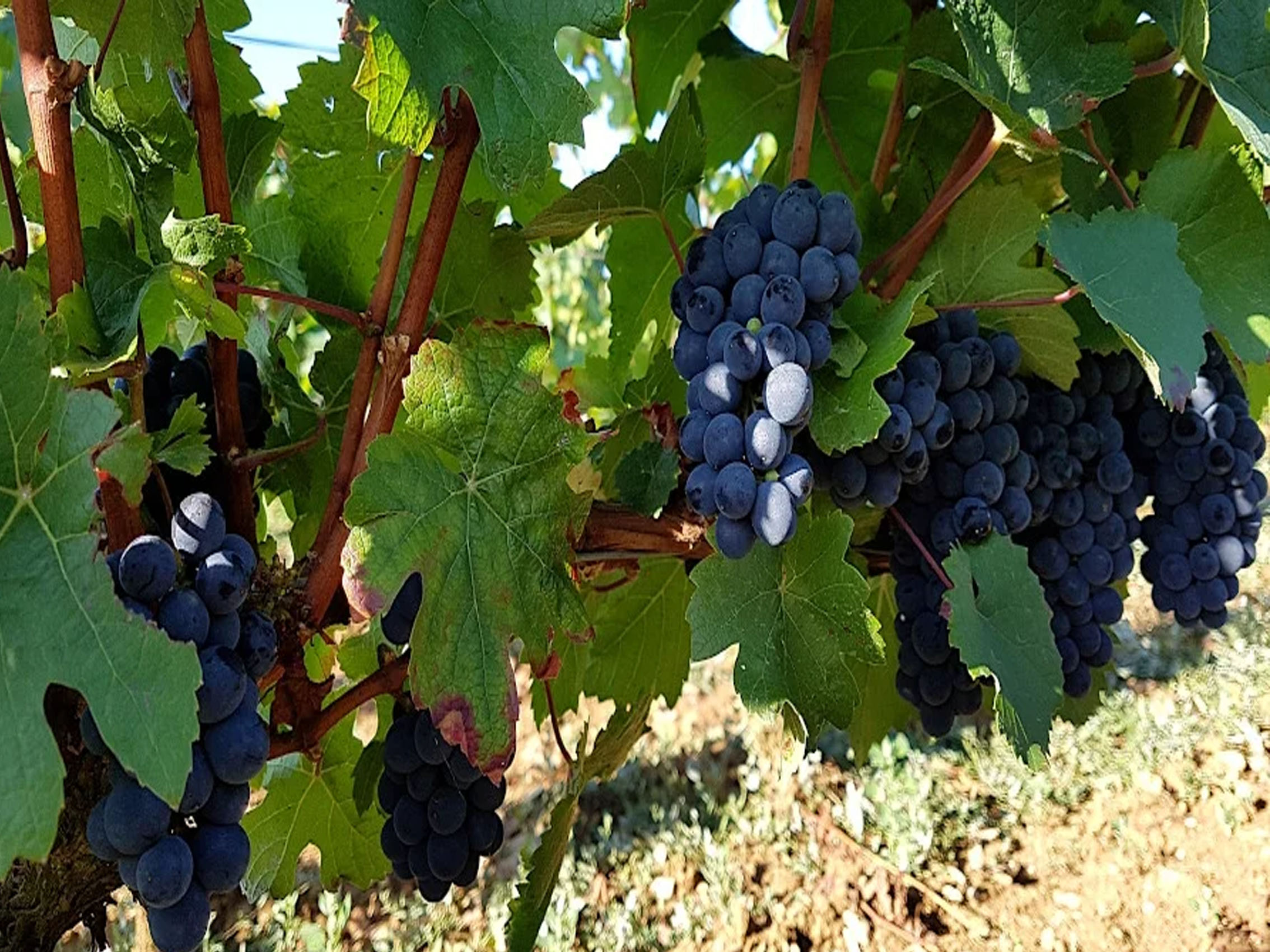 rượu vang domaine faiveley volnay premier cru frémiets