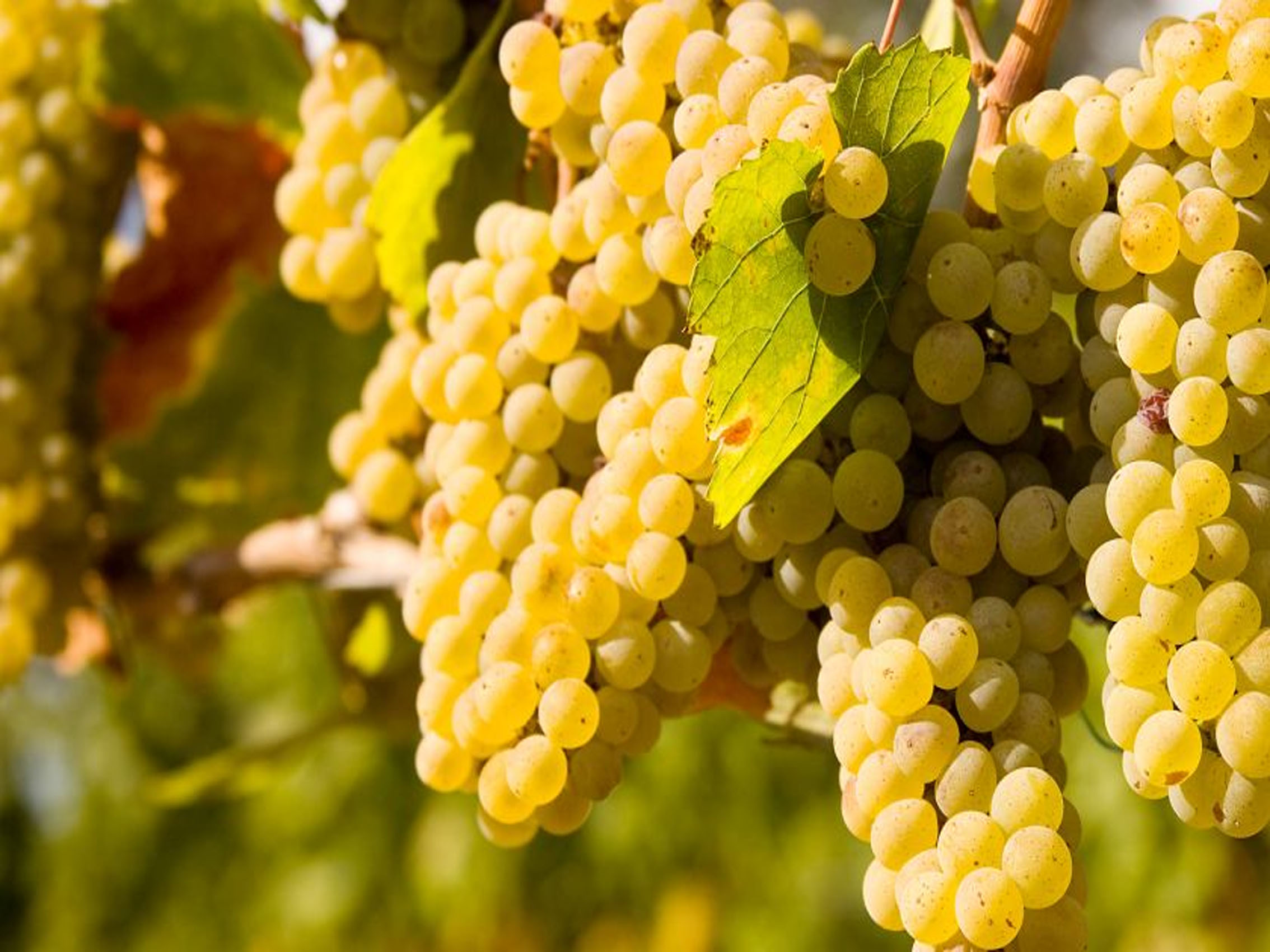 rượu vang joseph faiveley bourgogne chardonnay 2019