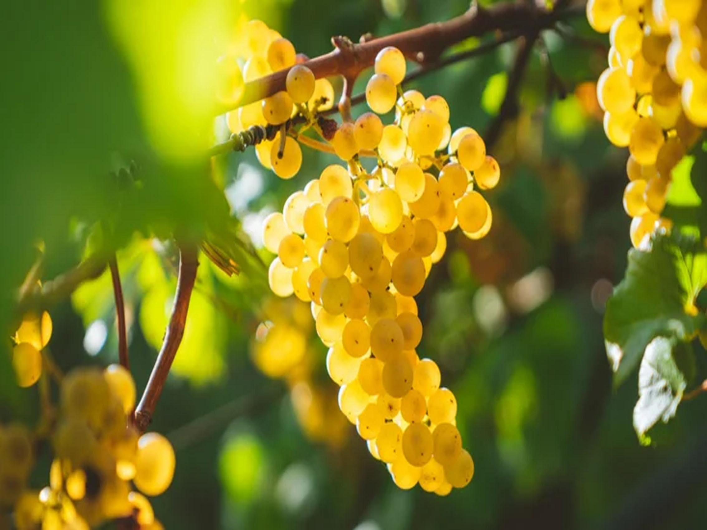 rượu vang joseph faiveley chassagne-montrachet