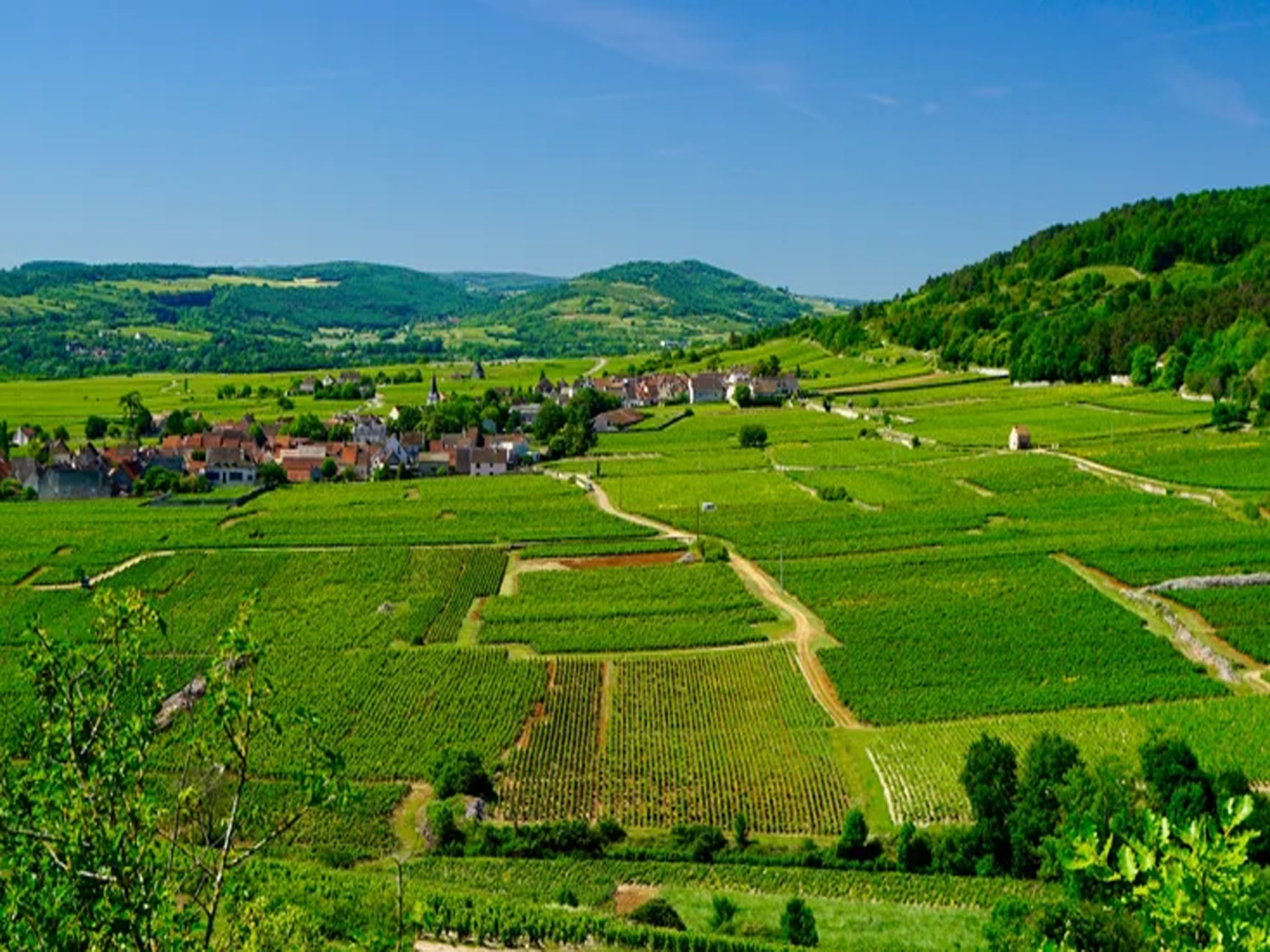 rượu vang joseph faiveley chassagne-montrachet premier cru le cailleret
