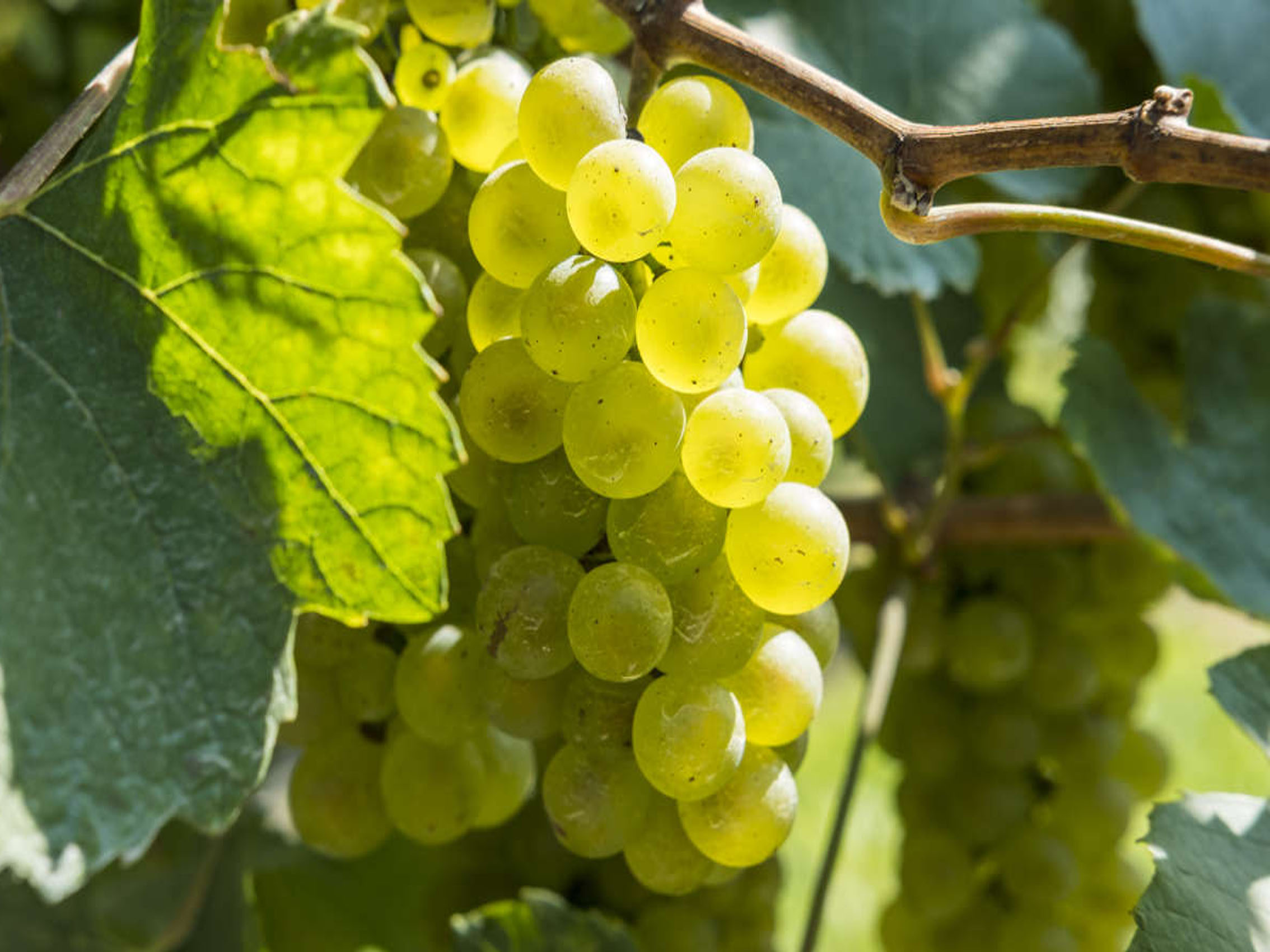 rượu vang joseph faiveley meursault