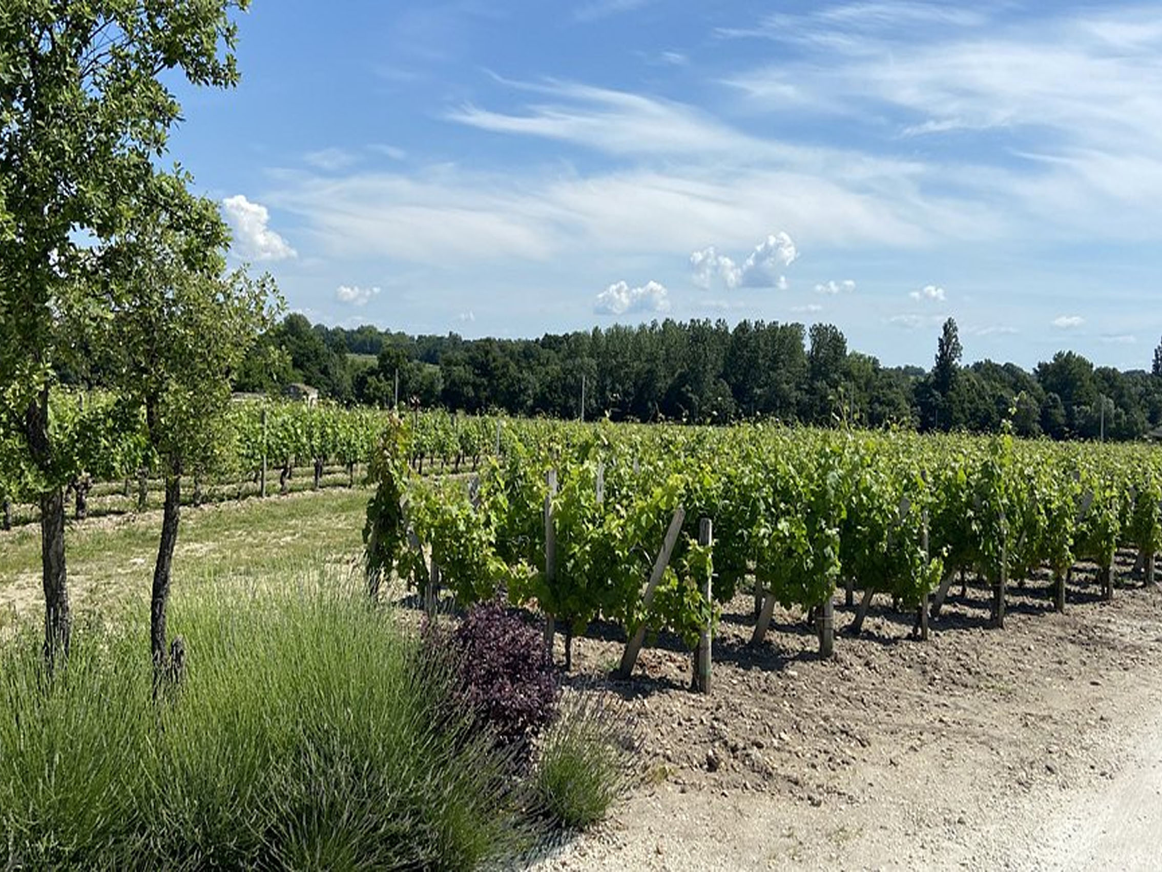 rượu vang l'esquive chateau franc maillet