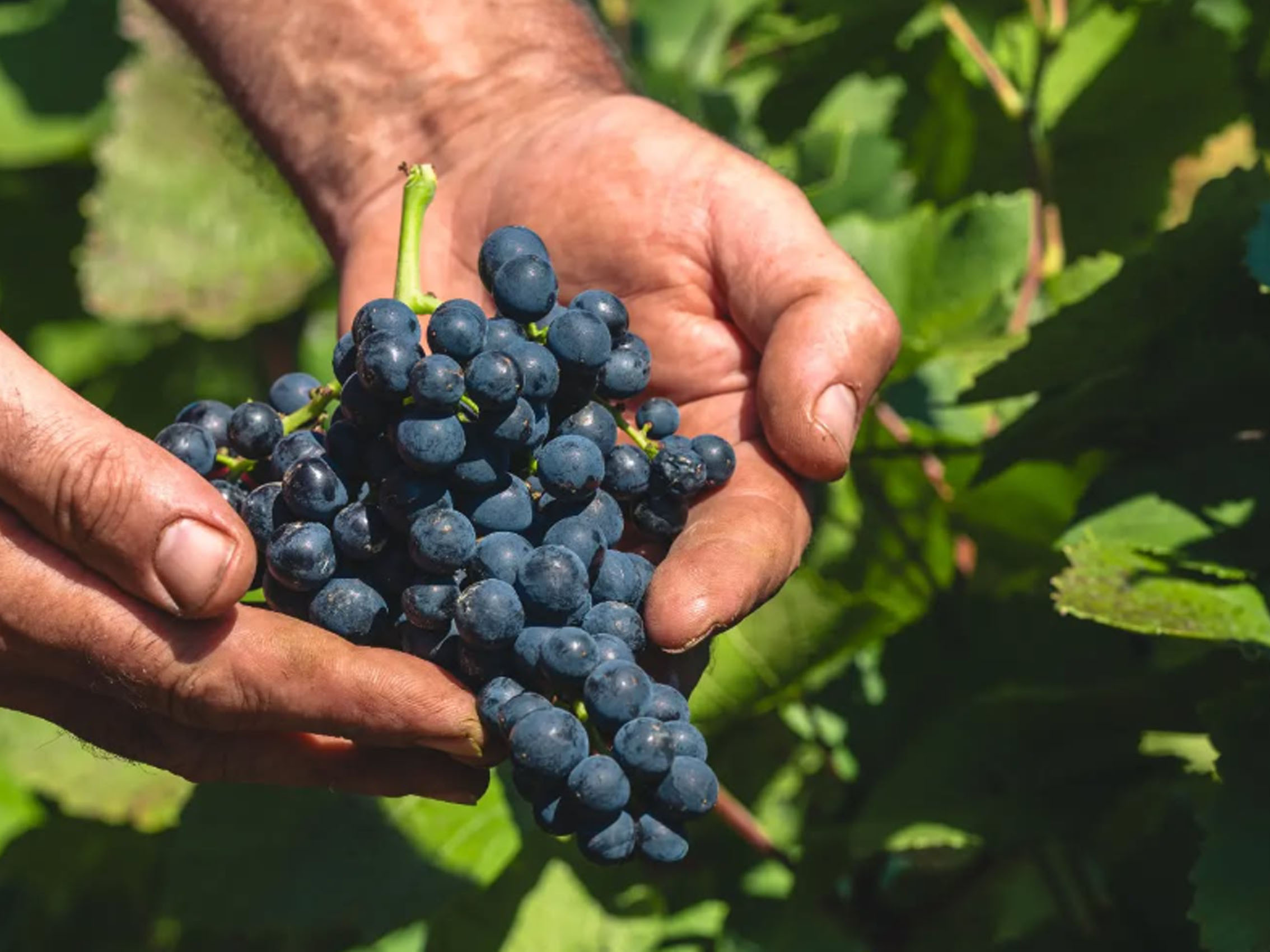 rượu vang pháp albert bichot bourgogne passetoutgrain 2021
