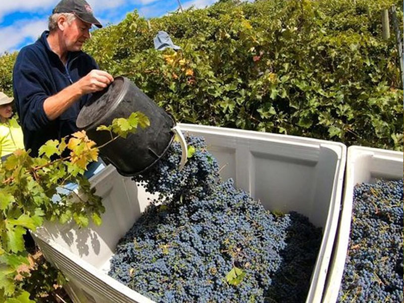 rượu vang castillo de monseran garnacha