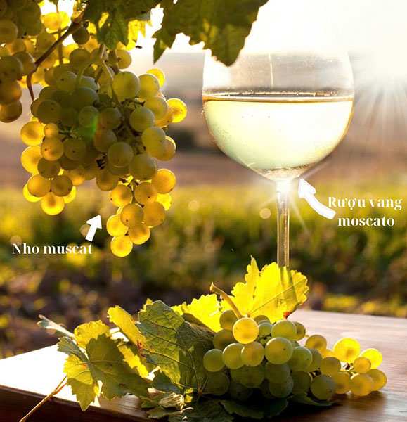 Hướng dẫn chọn rượu vang moscato cho phụ nữ chi tiết nhất Hướng dẫn chọn rượu vang moscato cho phụ nữ chi tiết nhất
