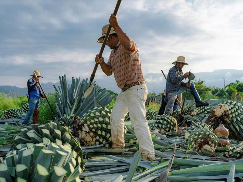 Rượu tequila là gì? Hướng dẫn chi tiết A-Z cho người mới
