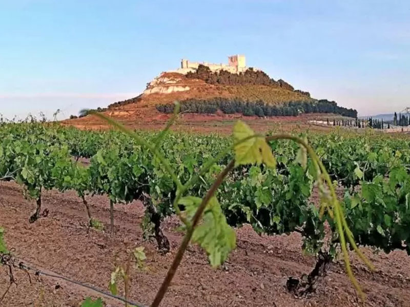 rượu vang vega sicilia único ribera del duero