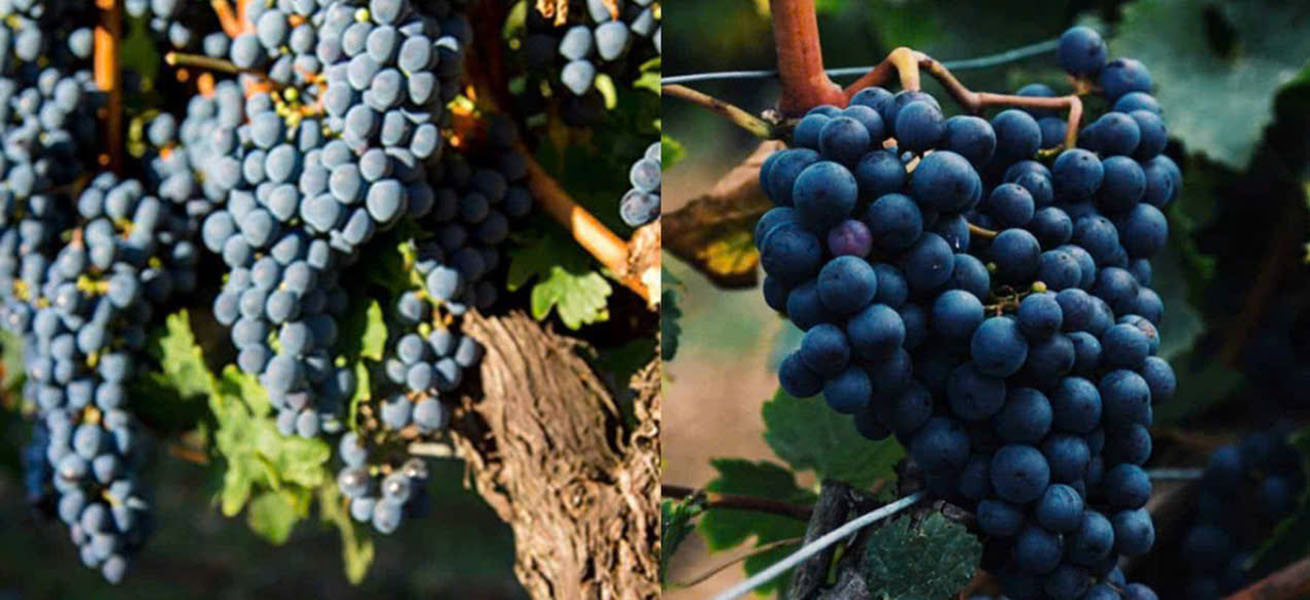 top giống nho pháp làm rượu vang bordeaux, burgundy ngon