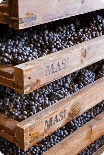 top giống nho pháp làm rượu vang bordeaux, burgundy ngon