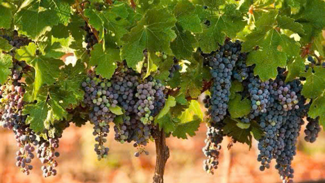 top giống nho pháp làm rượu vang ngon: bordeaux, burgundy