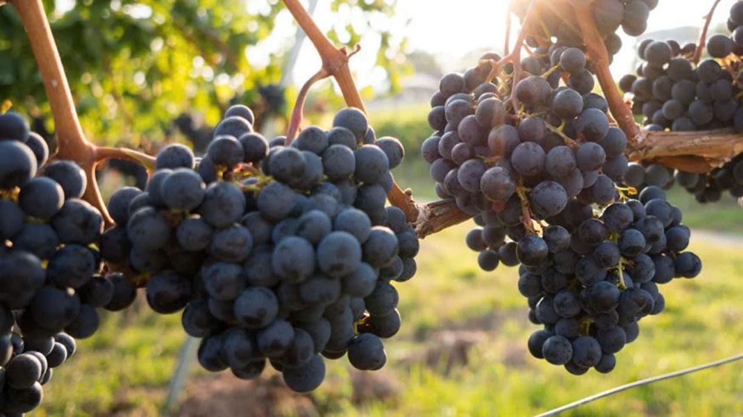 top giống nho pháp làm rượu vang pháp ngon nhất