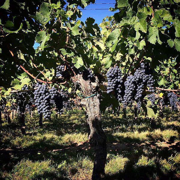 top giống nho pháp làm rượu vang pháp ngon nhất