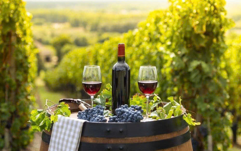 top giống nho pháp: rượu vang ngon, quà tặng tuyệt vời