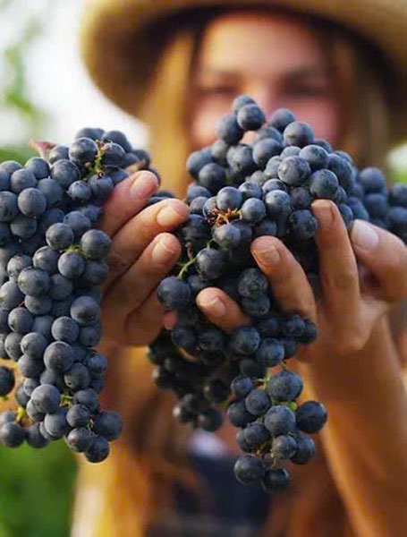 top giống nho pháp: rượu vang ngon, quà tặng tuyệt vời