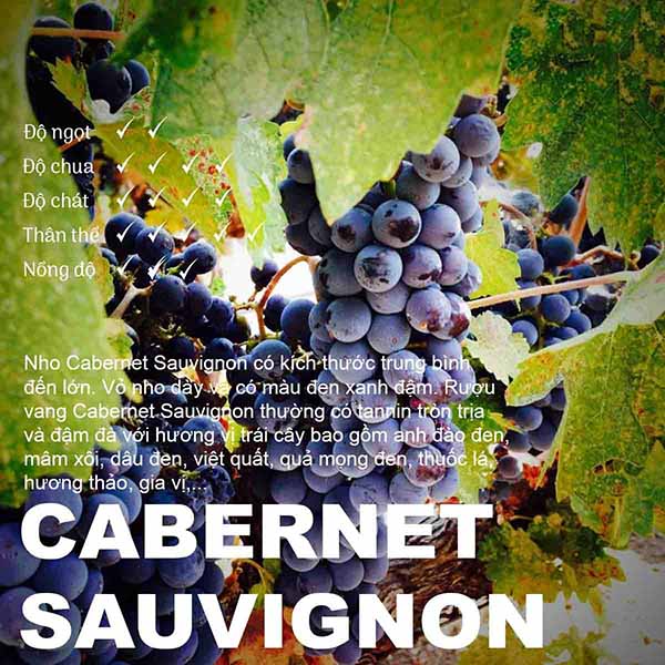 giống nho cabernet sauvignon: tất tần tật từ a đến z giống nho cabernet sauvignon: tất tần tật từ a đến z