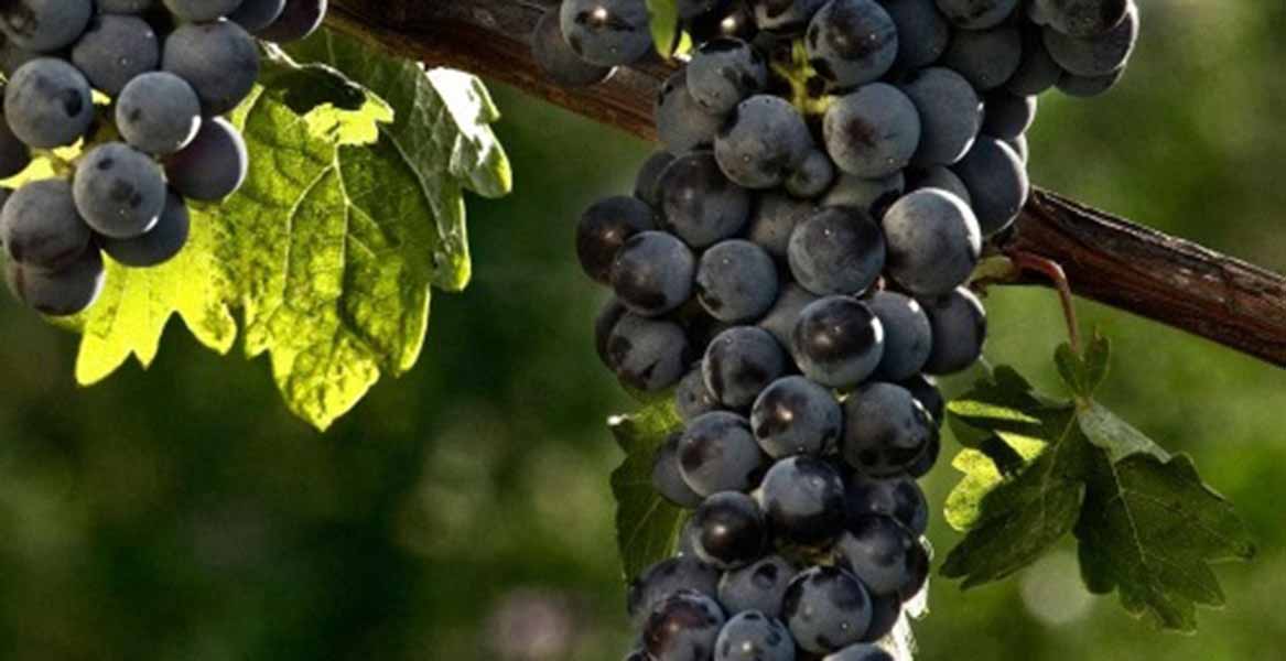 giống nho cabernet sauvignon: tất tần tật từ a đến z giống nho cabernet sauvignon: tất tần tật từ a đến z