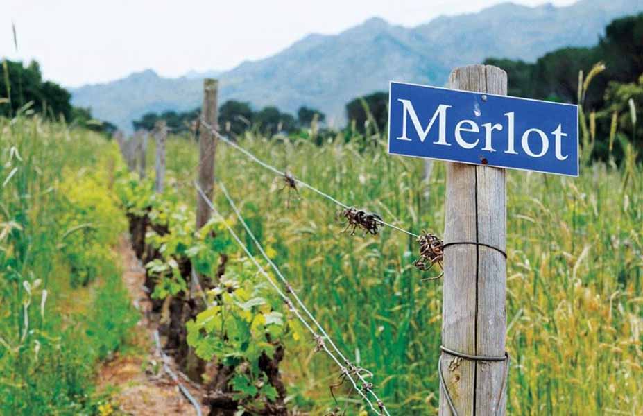 giống nho merlot: tất tần tật từ a đến z