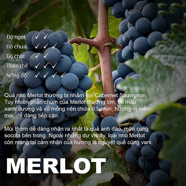 giống nho merlot: tất tần tật từ a đến z