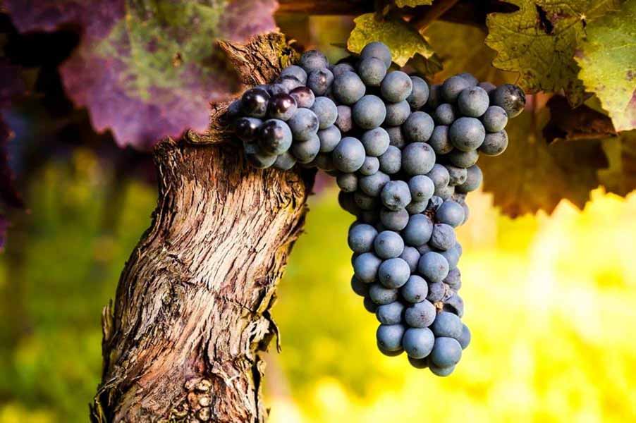 top 15 giống nho làm rượu vang đỏ nổi tiếng nhất thế giới