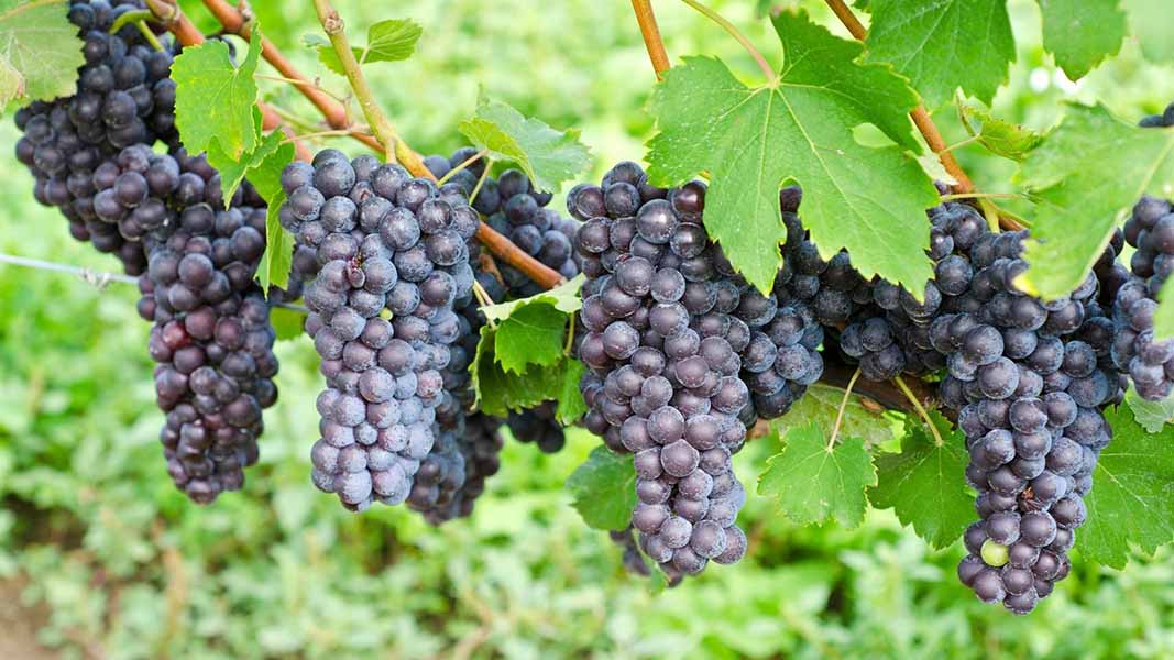 top 15 giống nho làm rượu vang đỏ nổi tiếng nhất thế giới