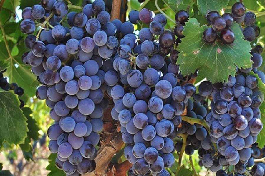 top 15 giống nho làm rượu vang đỏ nổi tiếng nhất thế giới